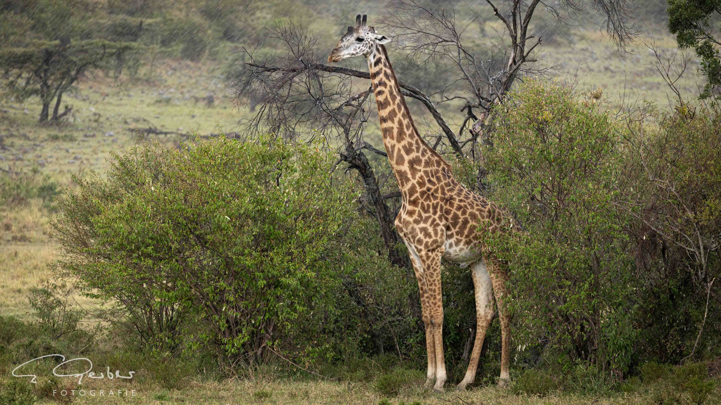Kicheche Mara Camp Kenia