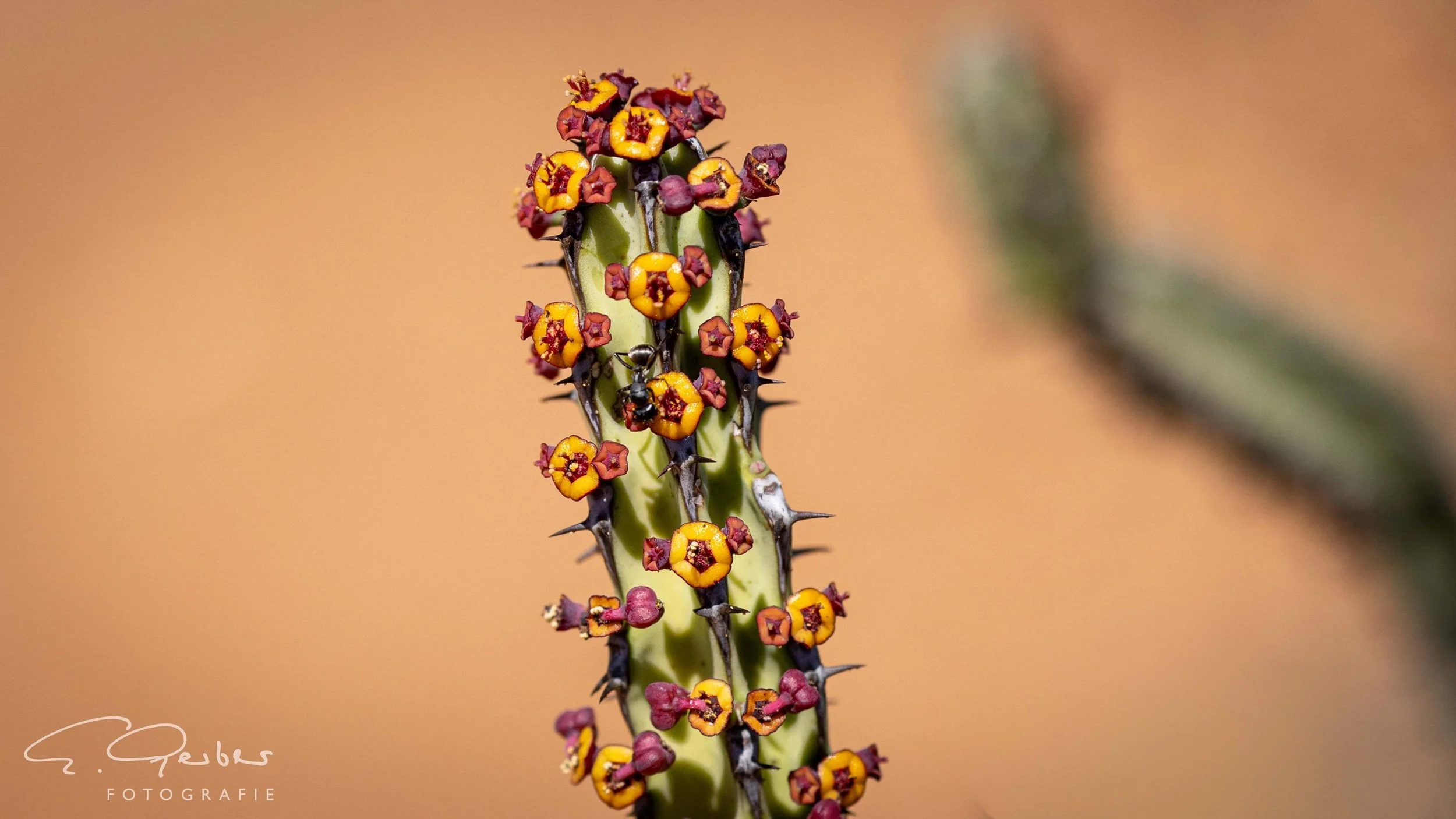 Laikipia Wilderness Camp Kenia
