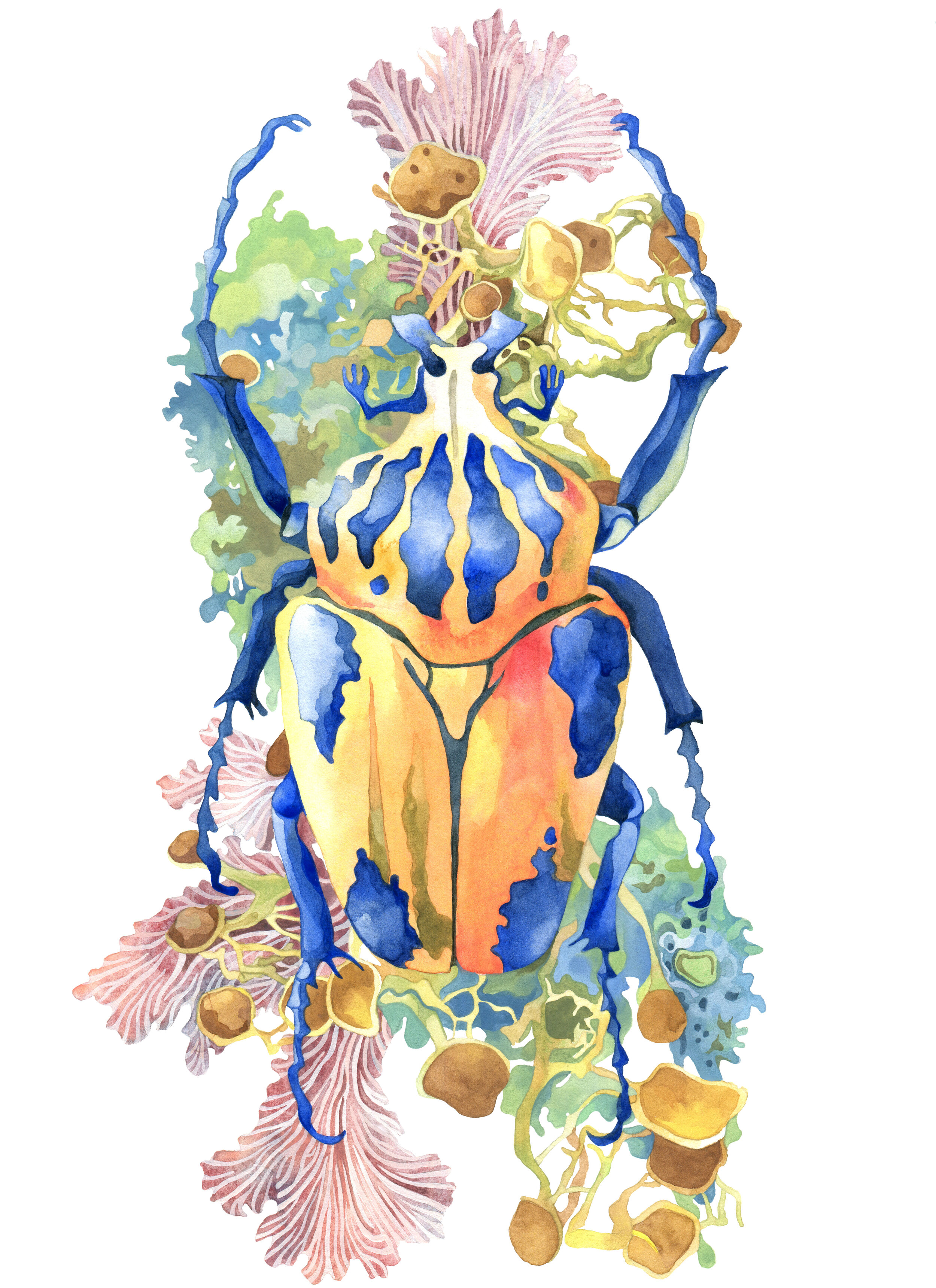 forwebbeetle.jpg