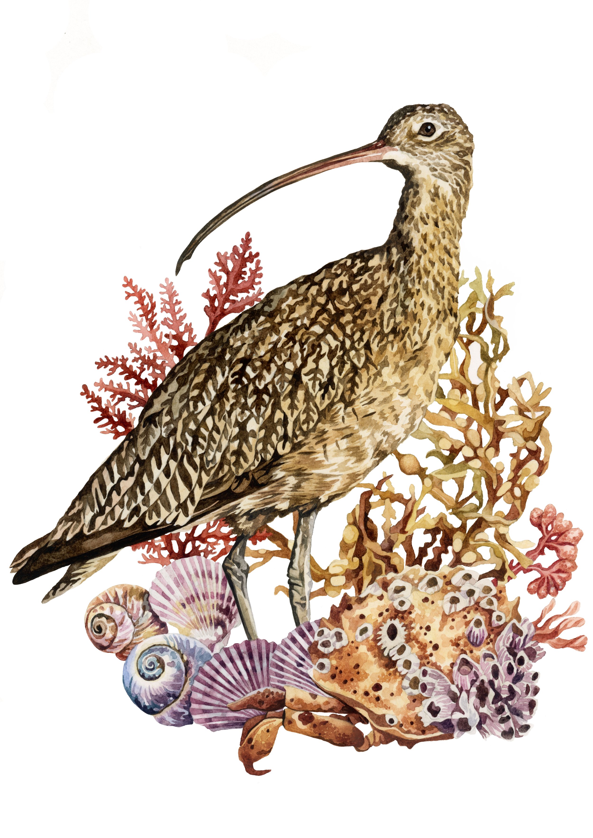 Curlew 2.jpg