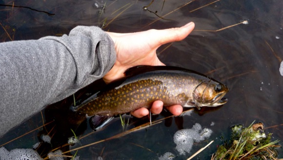 Nova Scotia Brook Trout (photo: Katie McLean)