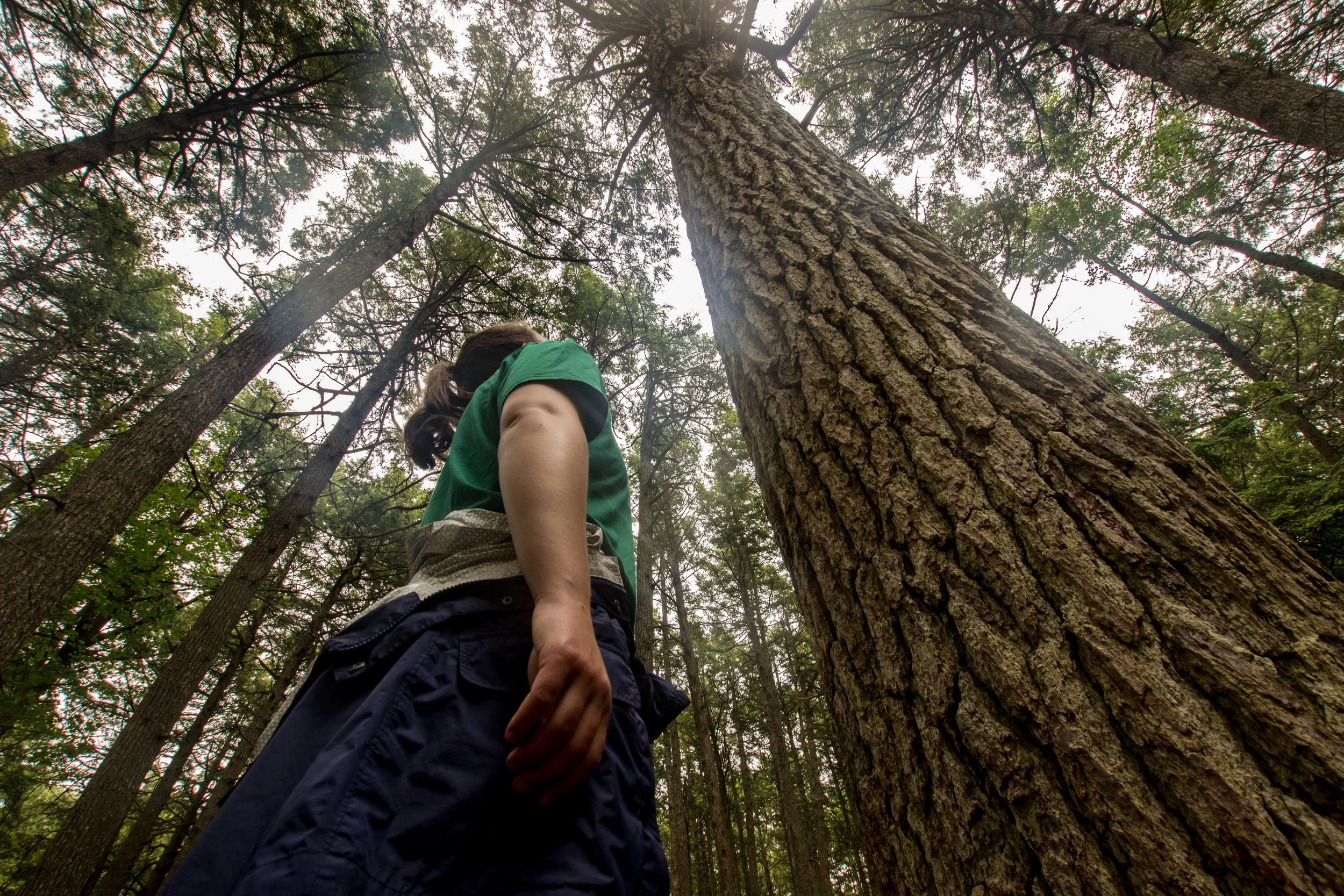 Looking up at a hemlock mother tree
