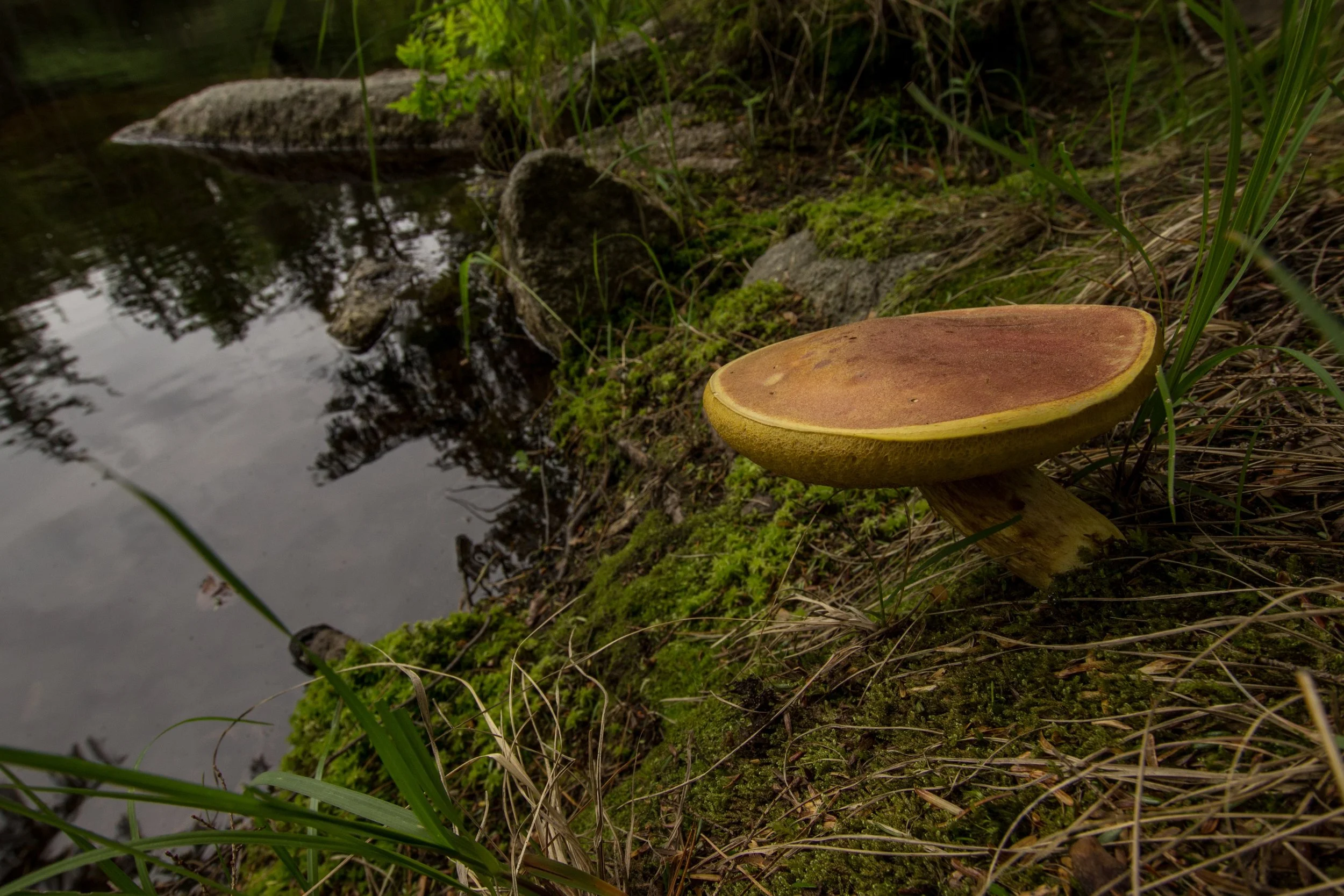 mushroom (1).jpg