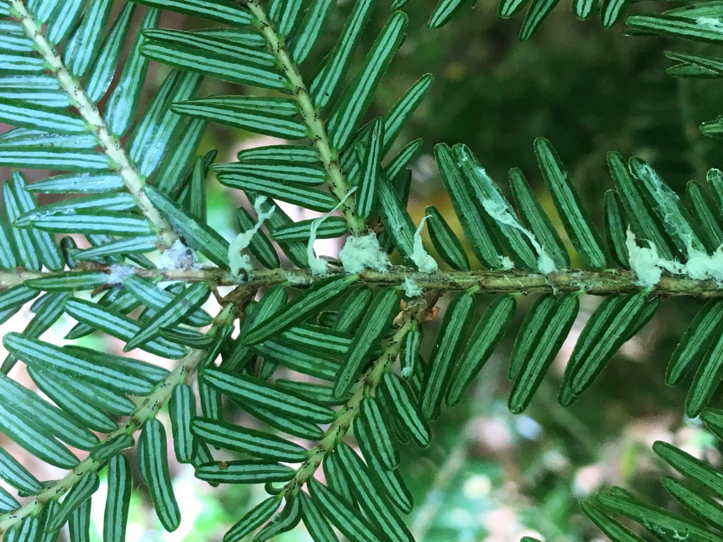 The small black nymphs of the HWA can be seen to the left of the eggsac on the main stem. HWA eggsacs are the most visible indicator of HWA infestation