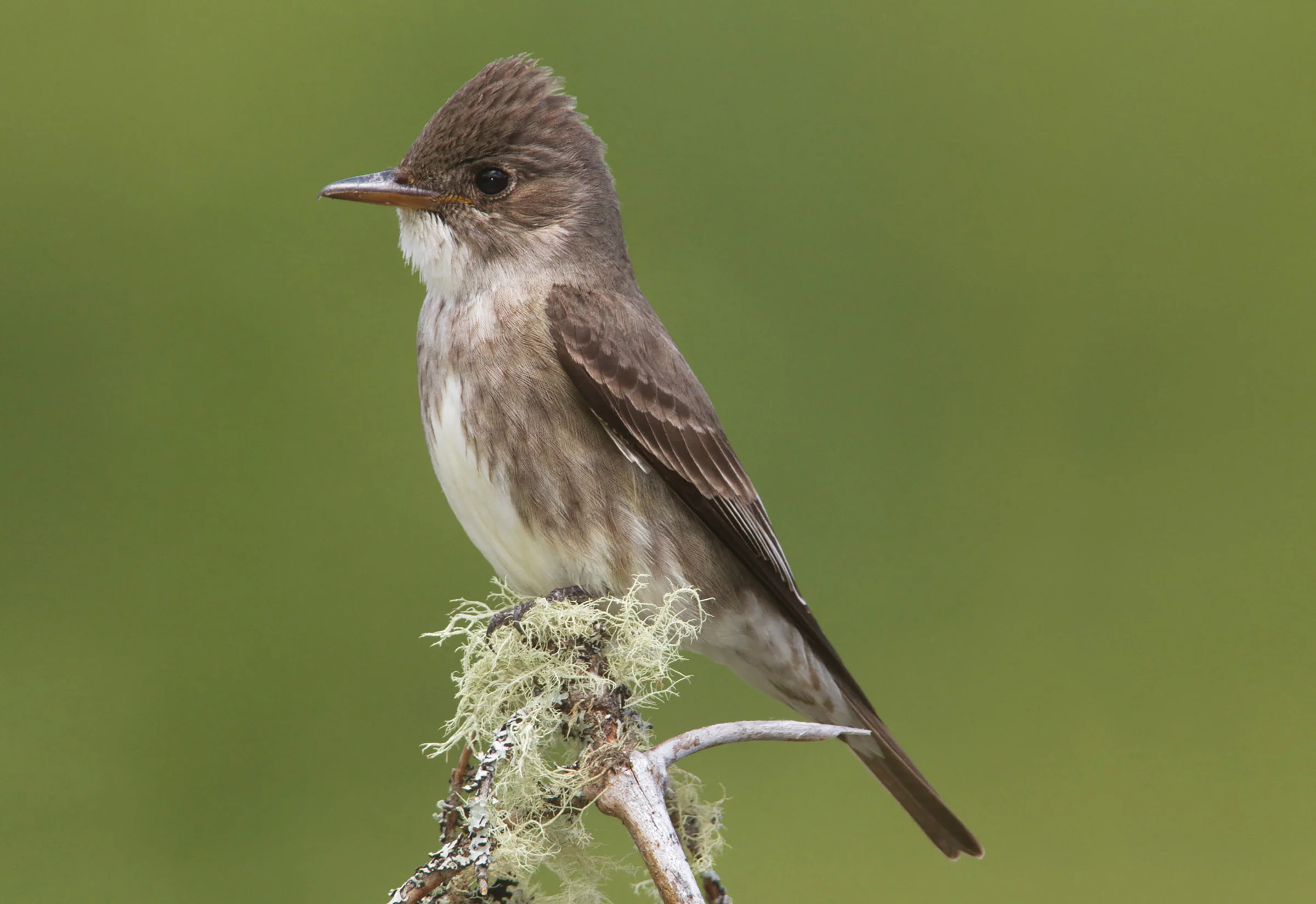 The Olive-sided Flycatcher is a threatened aerial insectivore that is known to nest in the MCFC license area.