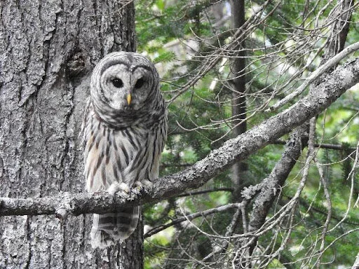 Owl.jpg