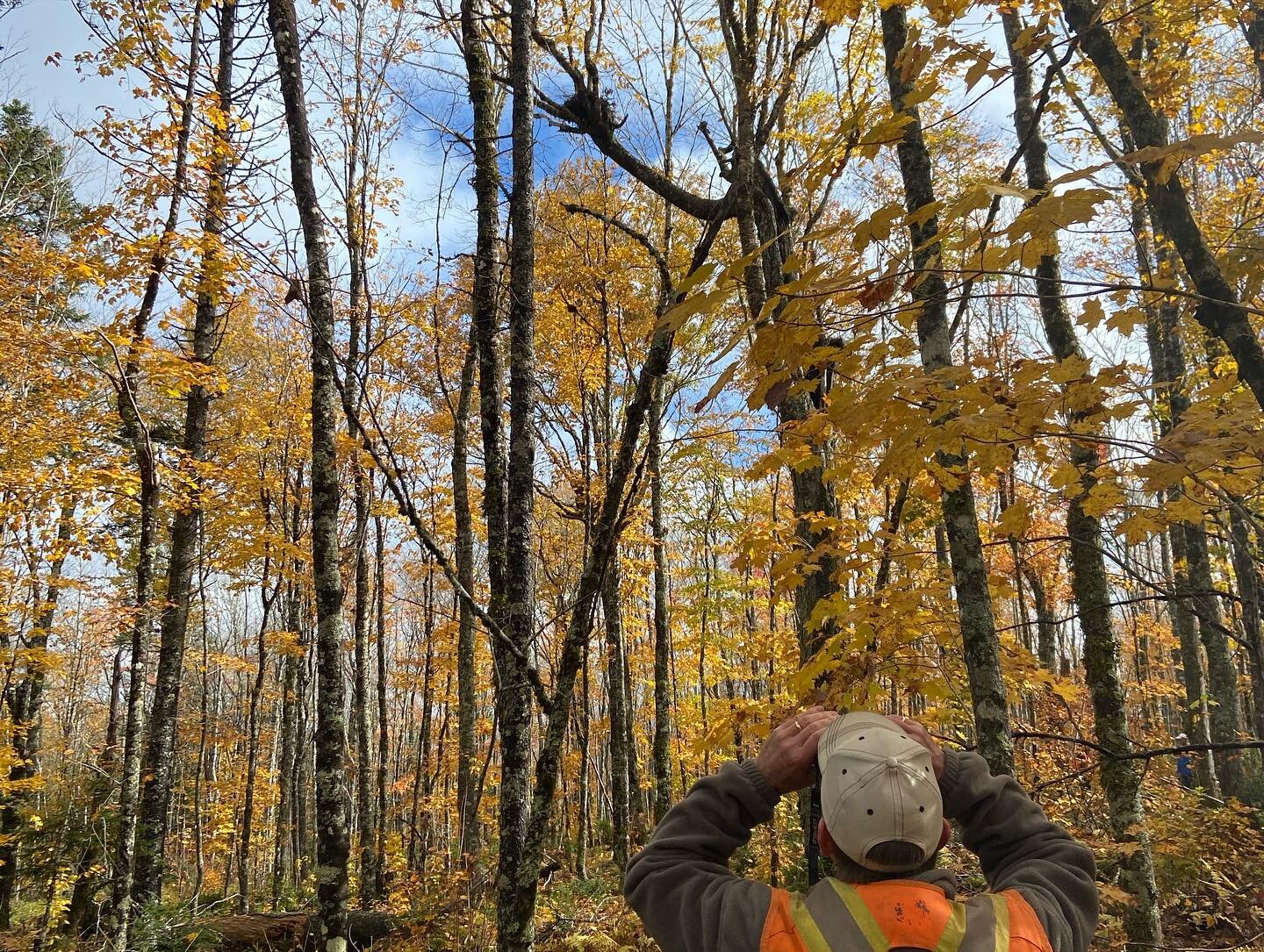 The team at the MCFC has grown this fall, and we haven&rsquo;t wasted any time taking in the scenery! 🍂 

🌳In October, we welcomed ON @cif_ifc staff to tour the license area and pick hardwood sites for an upcoming tree marking course with @nsccfore