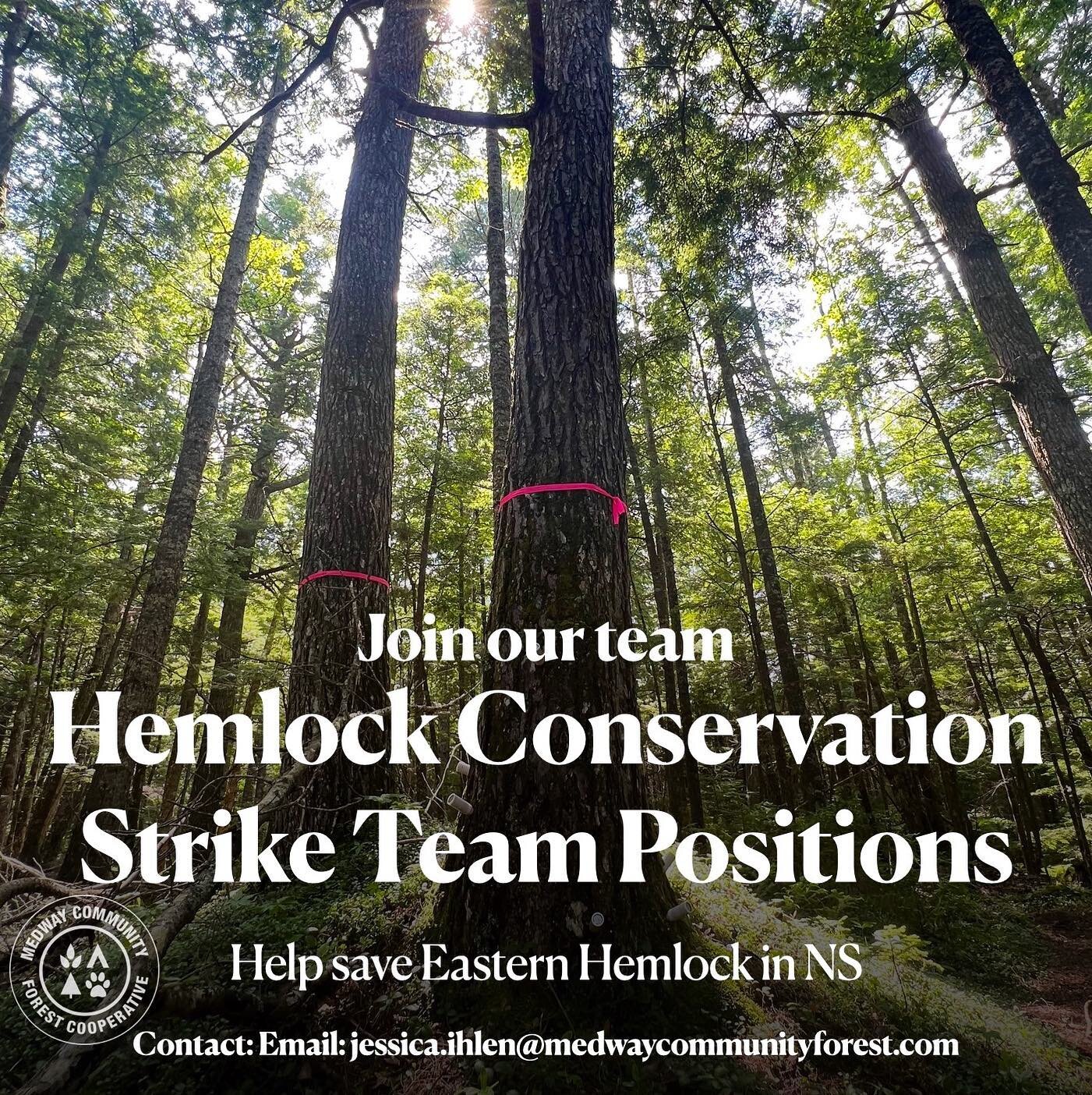 Join Our Team! Hemlock Conservation Nova Scotia is hiring Strike Team members. Help us in saving Eastern Hemlocks in Nova Scotia from the invasive insect Hemlock Woolly Adelgid (HWA)🌲 🌎 

For more information check the Jobs link in our bio! 
#green