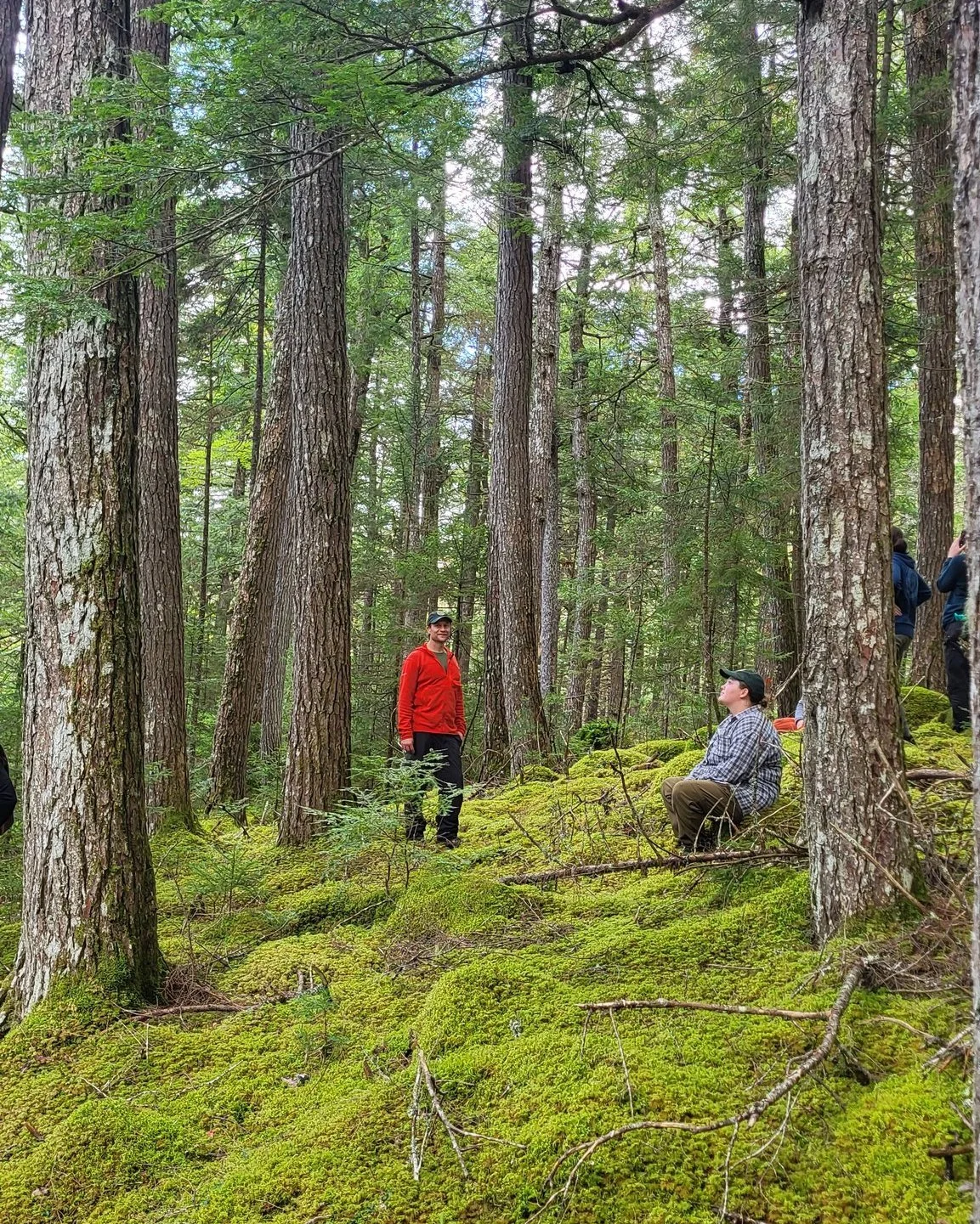 🌲 Join us for a special Saturday in the forest 🌲 

November is your last chance this year to volunteer with our HWA Strike Team in the field! Spend a Saturday in the beautiful Medway Lakes Wilderness Area, surrounded by old-growth hemlocks. This da