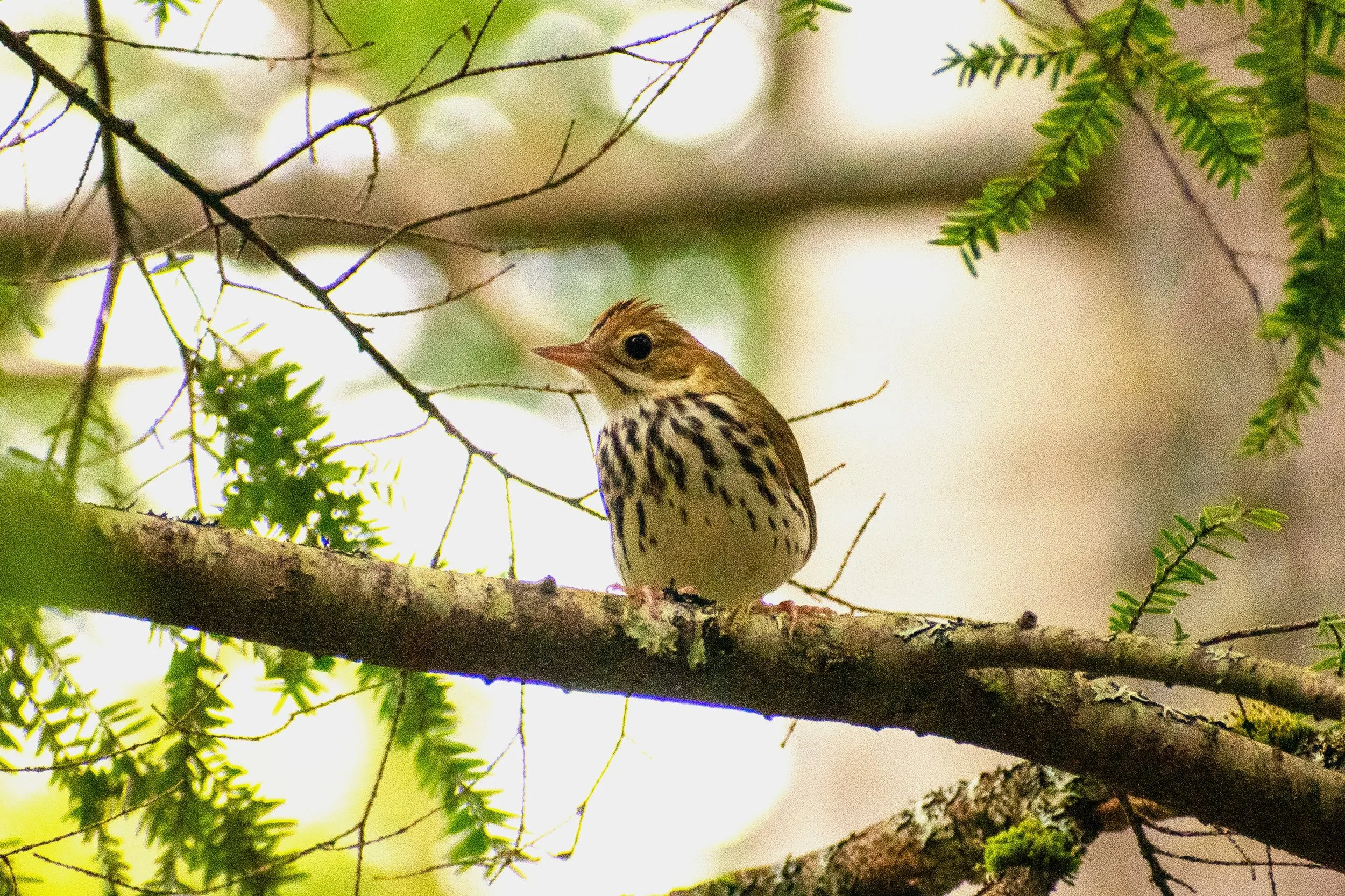 Ovenbird_Campground.jpg