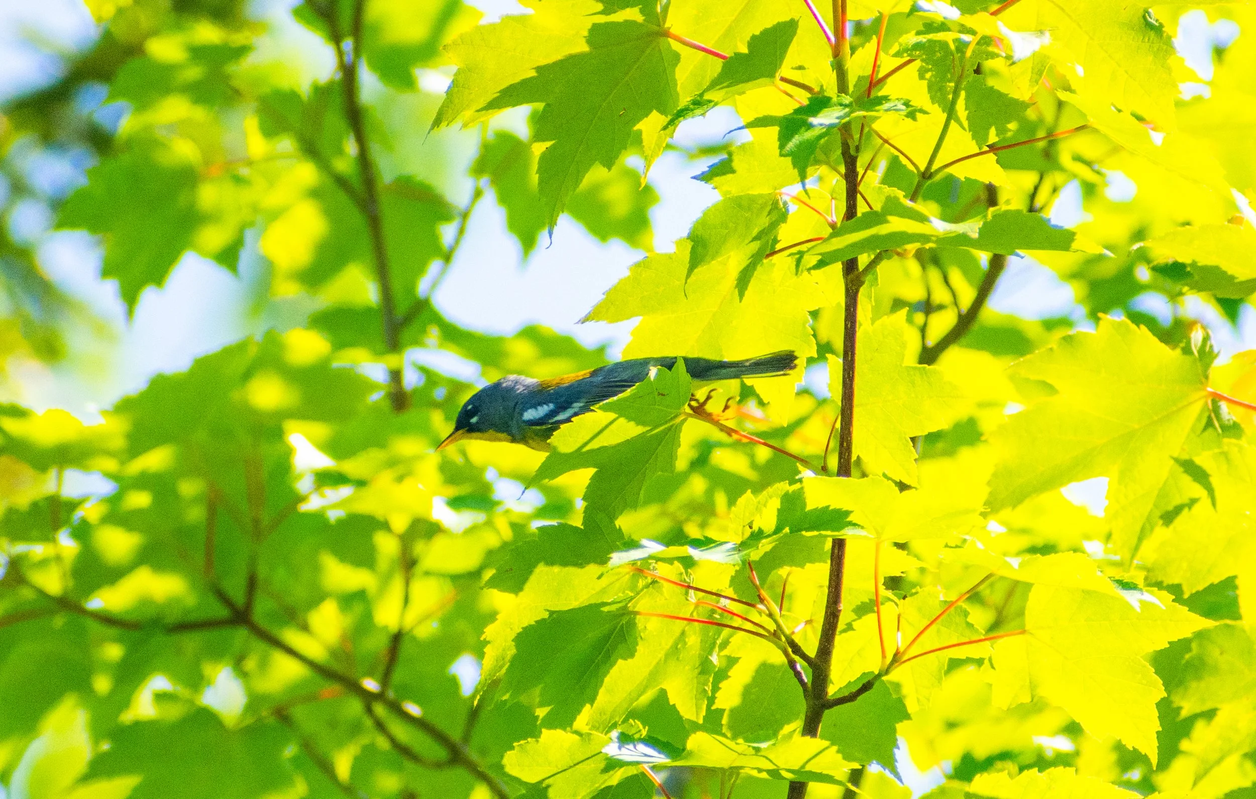 Parula_Campground.jpg