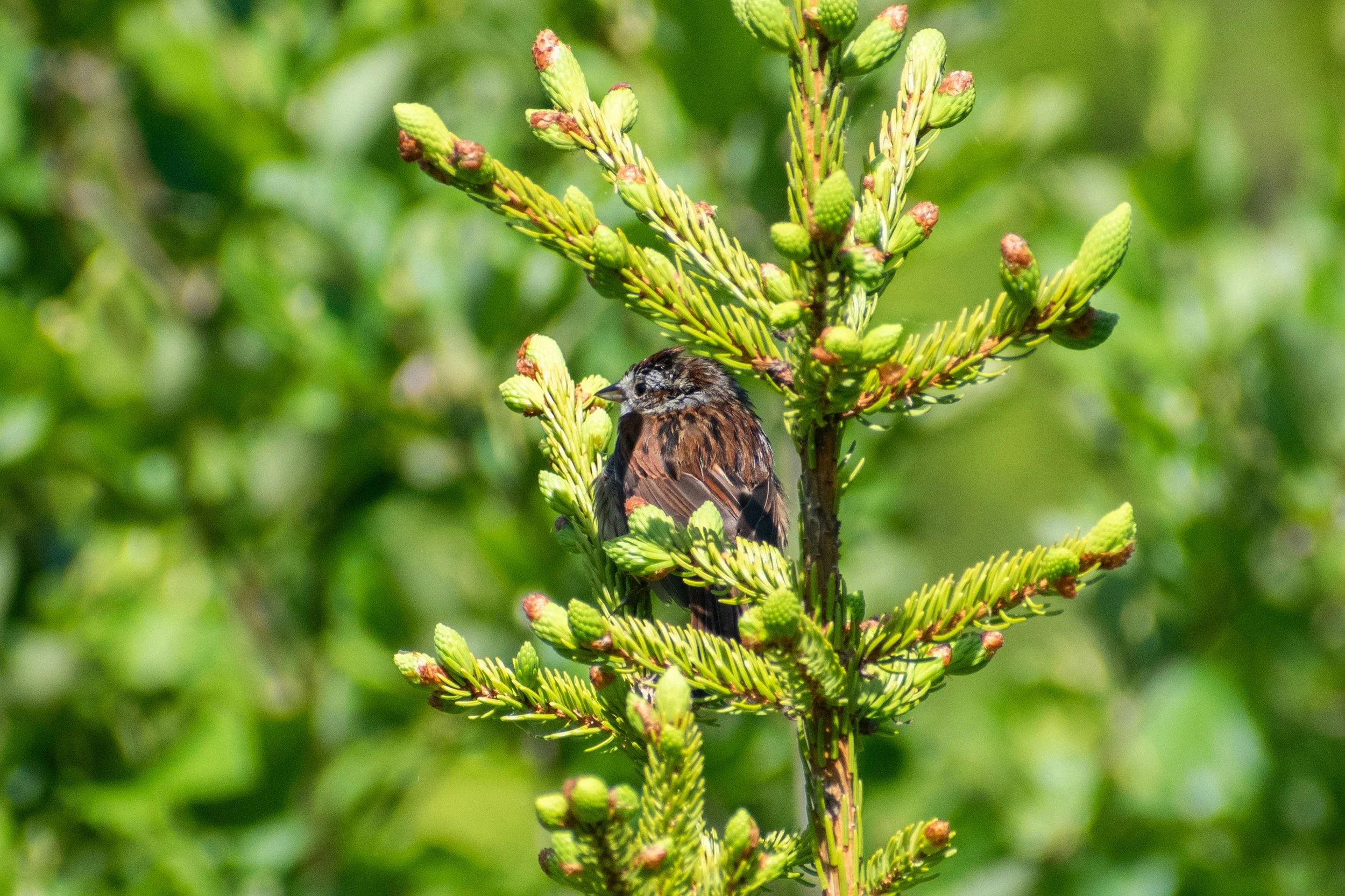 SwampSparrow_campground.jpg