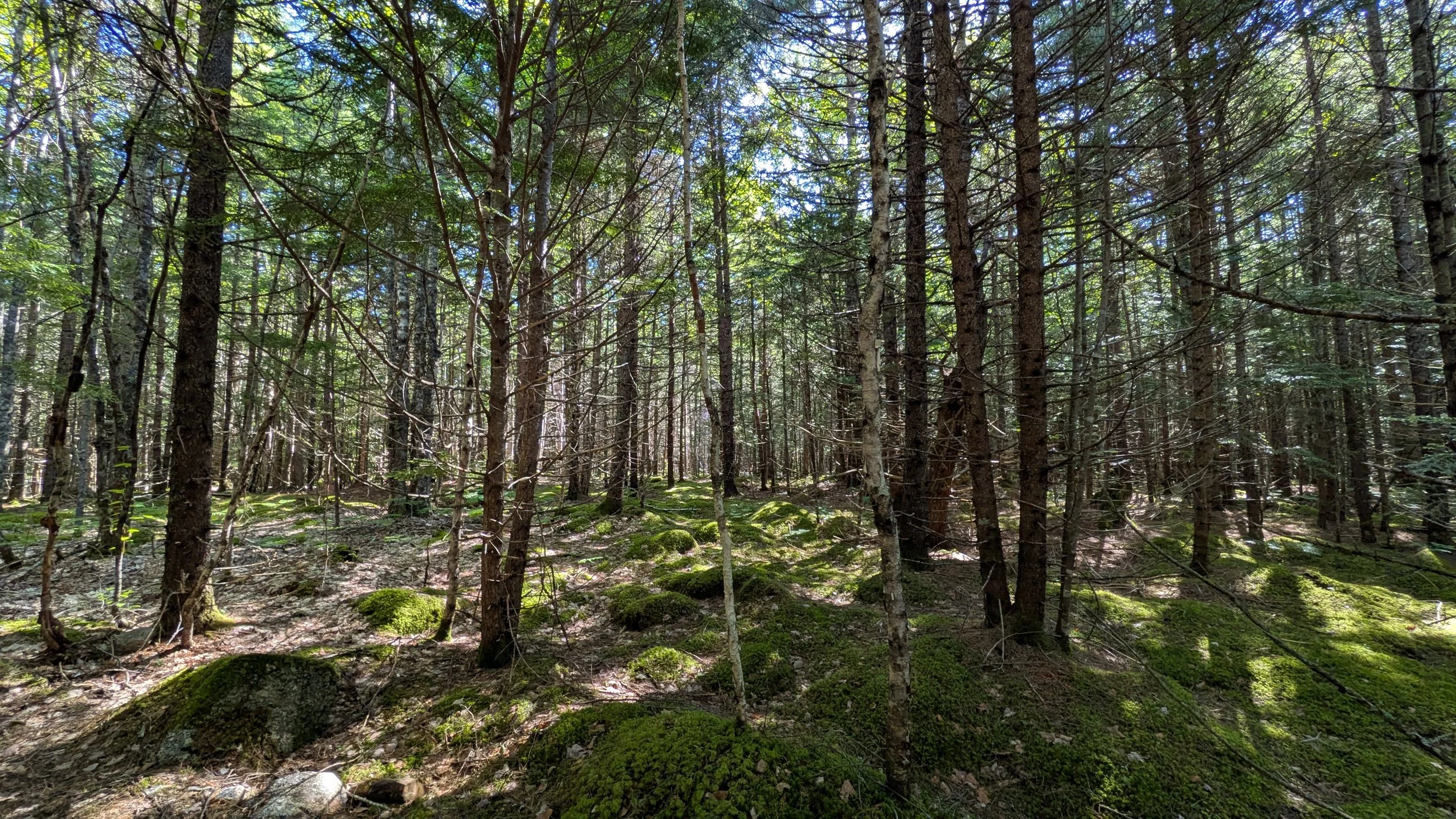 woods.jpg
