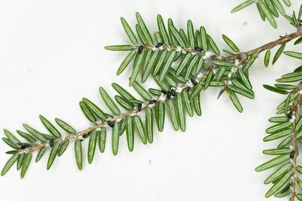 Webinar 2: Understanding Biological Control &amp; Research in Nova Scotia