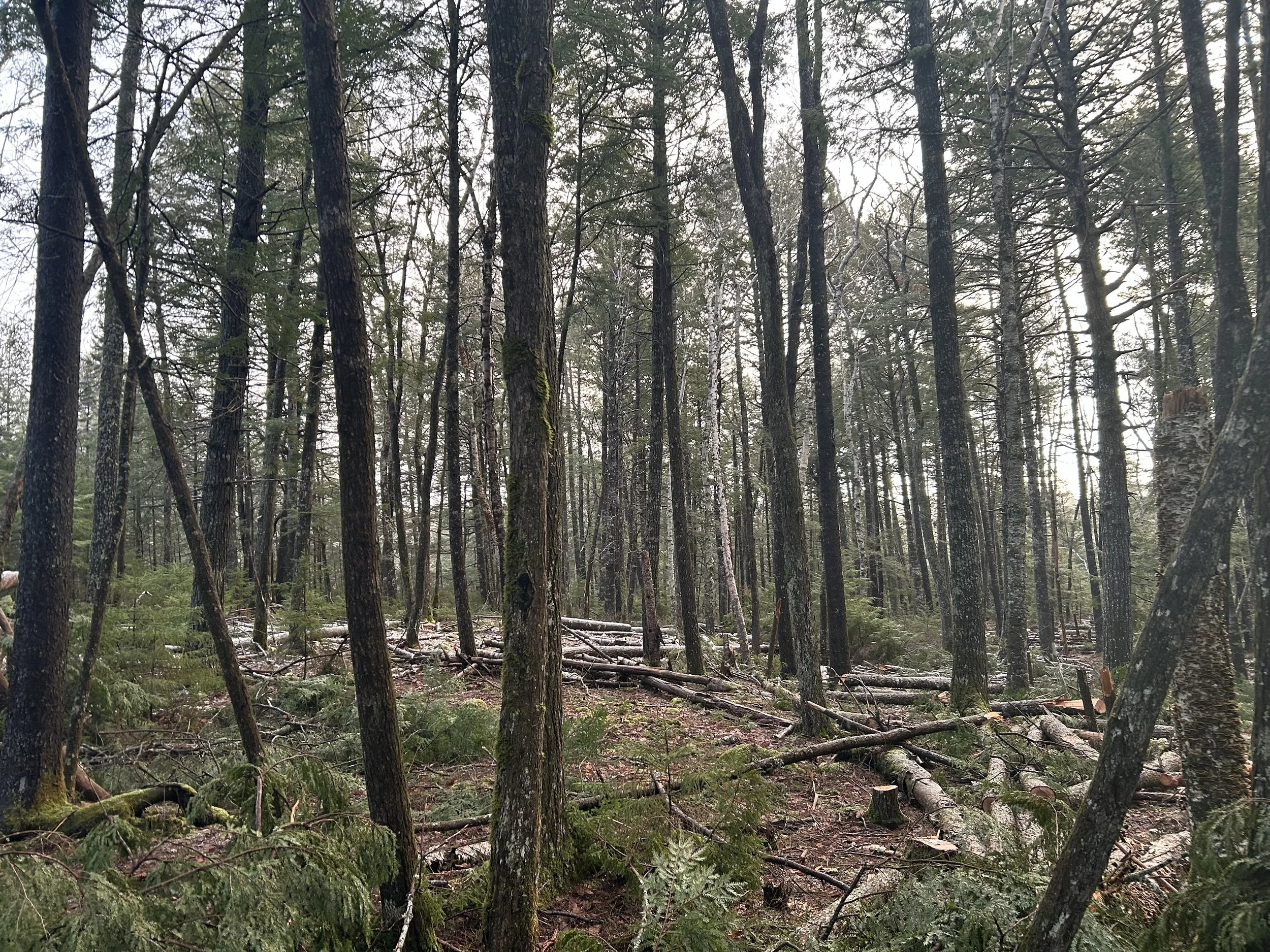 Webinar 3: Silviculture Strategies to Help Prepare &amp; Adapt your Woodland for HWA