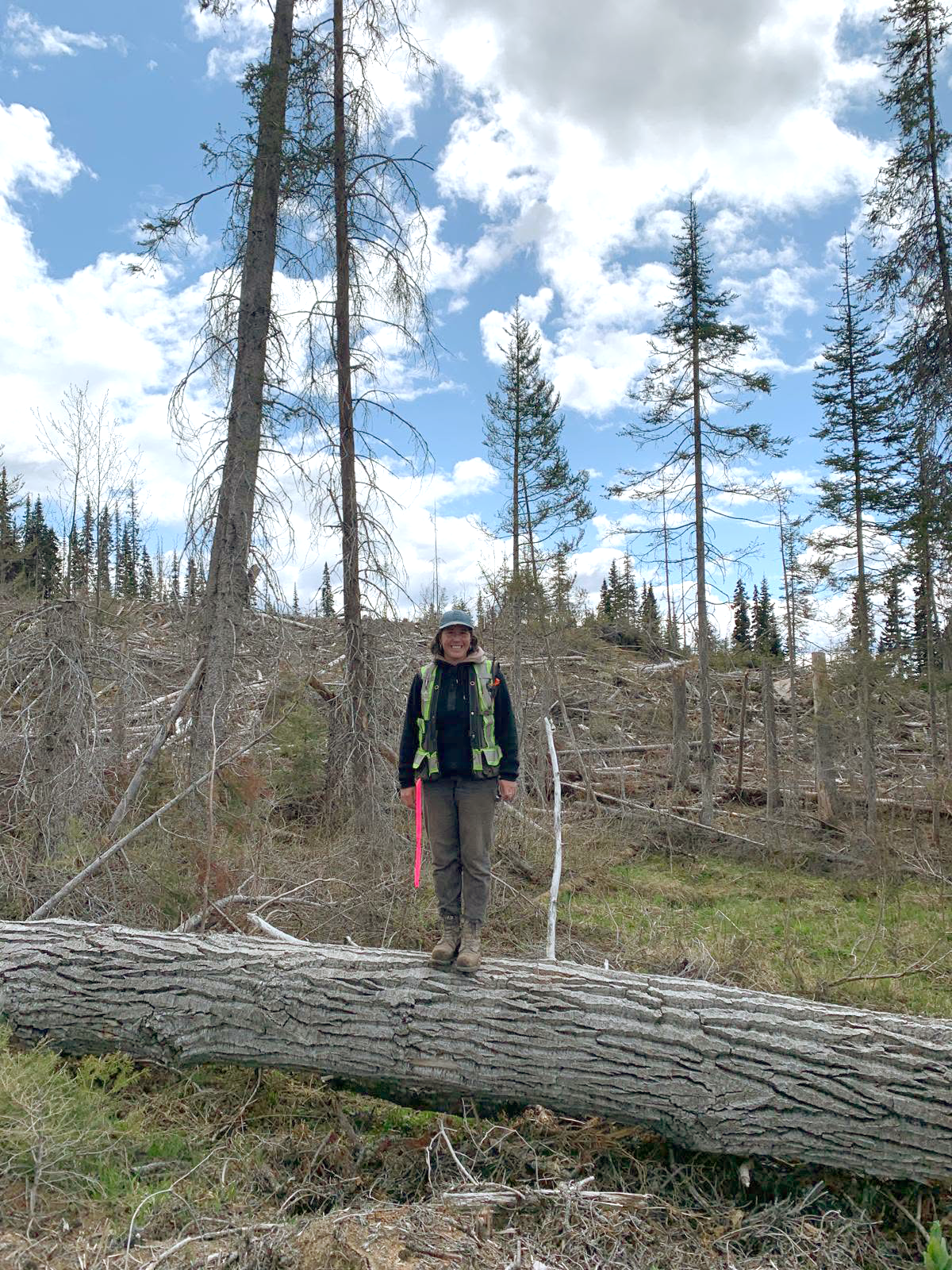 Forester standing on top of a fallen tree.