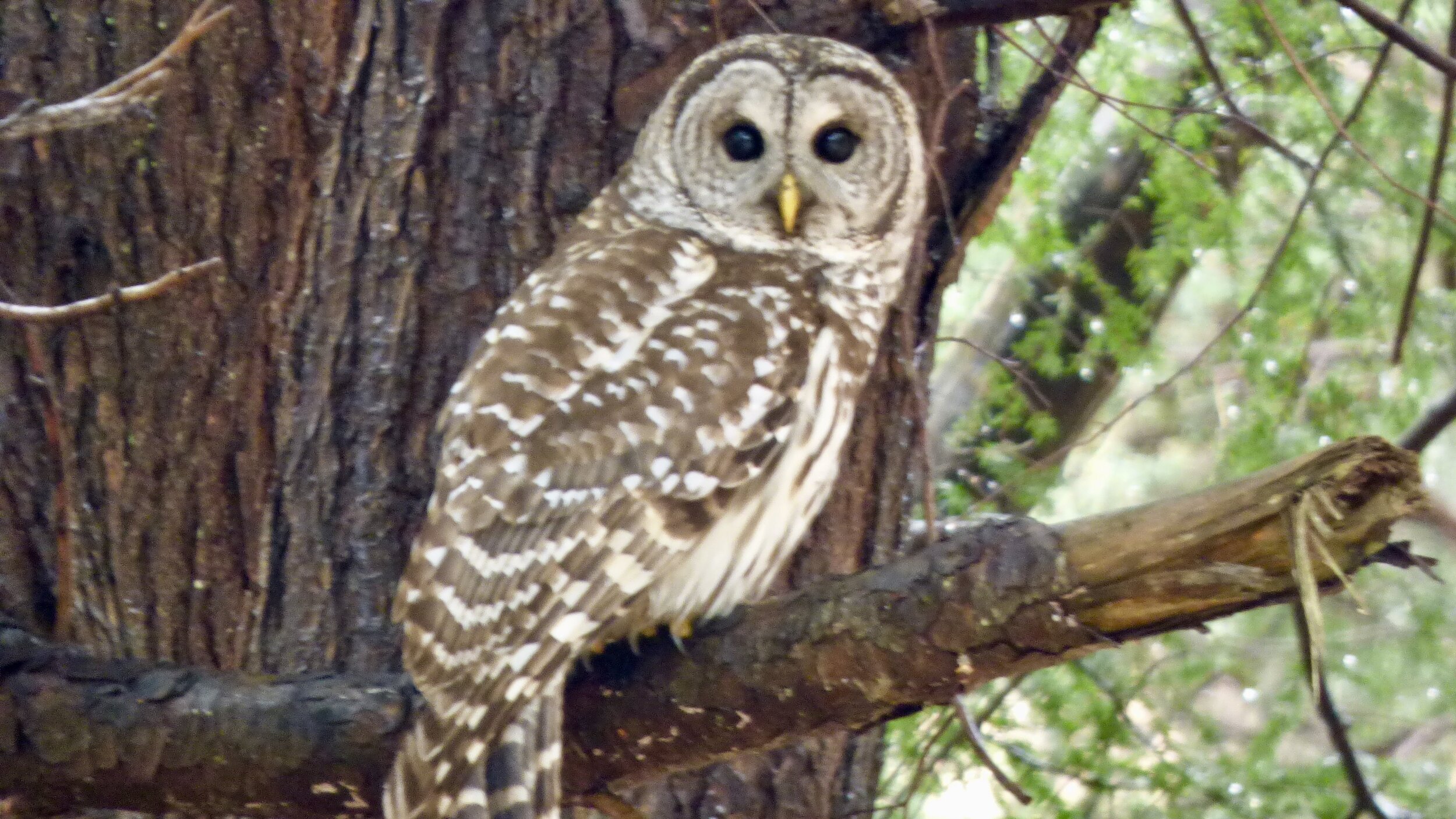 This barred owl has been seen Uptop since 2018 and just recently near the farm house.