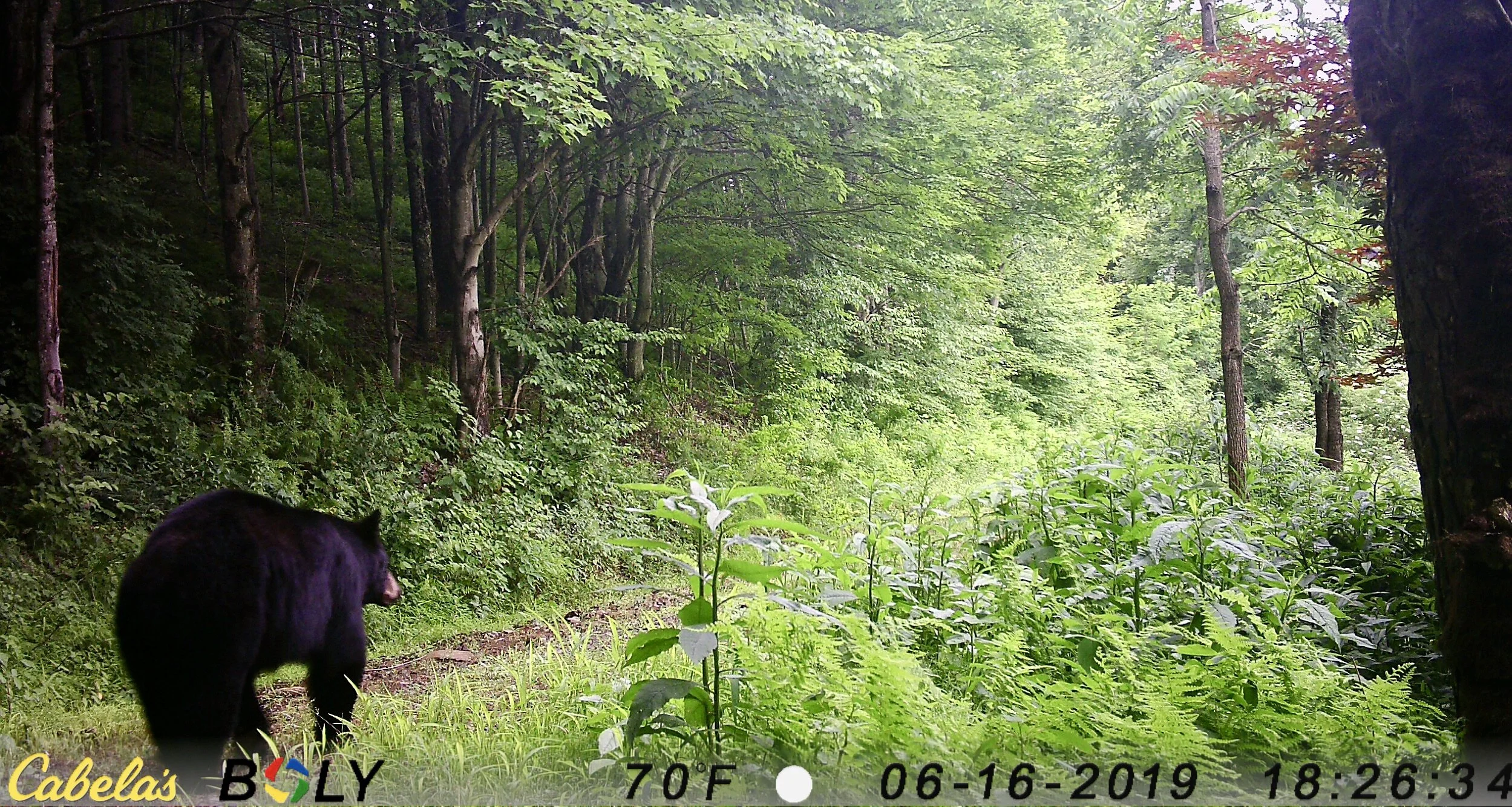 This black bear has been seen by some over the years but this image was taken by the critter-cam right by the house! And, this photo was taken just before folks arrived for the 2019 shareholder’s gathering.