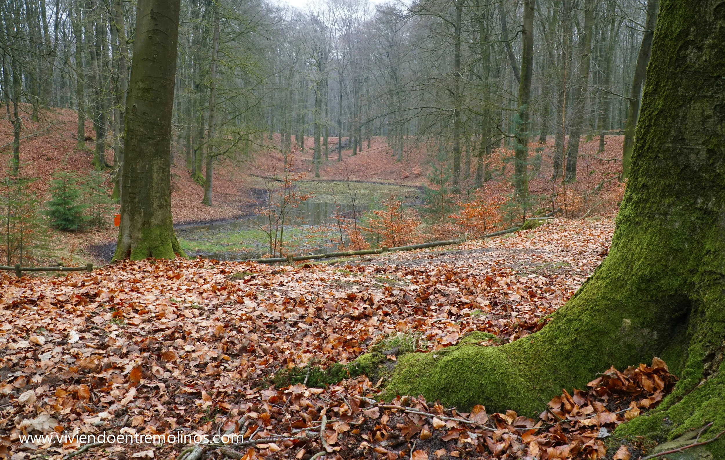 Speulderbos, el bosque de los árboles que danzan