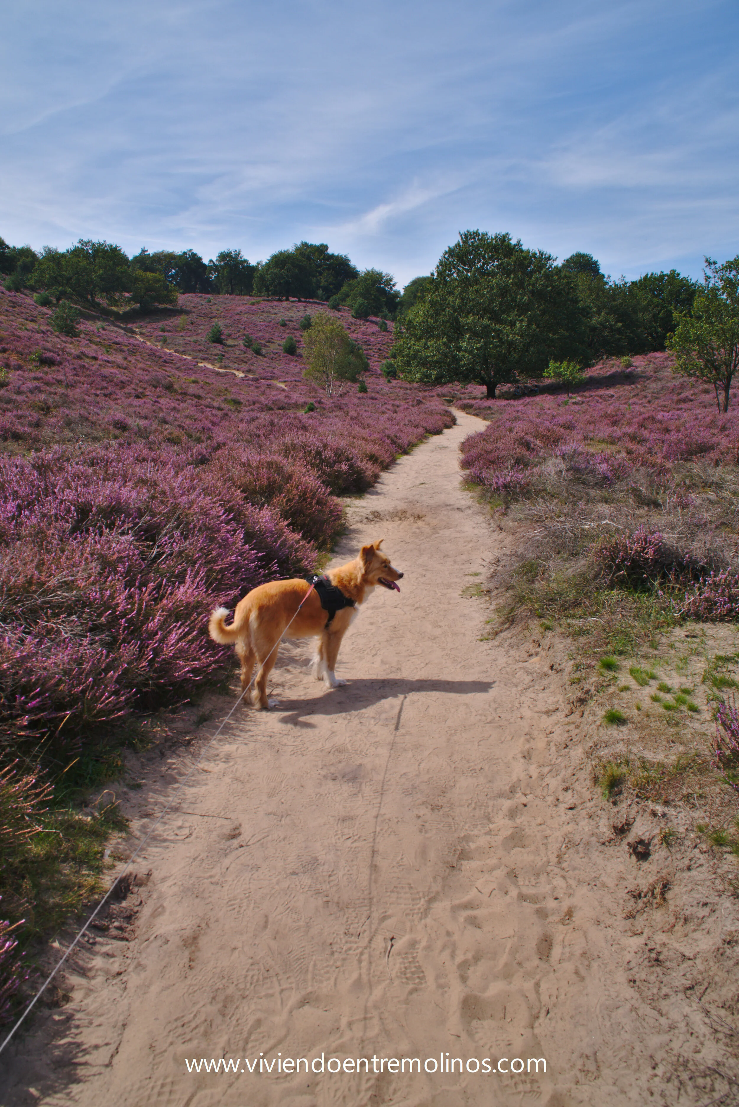Mi perra Kiara de paseo entre las flores