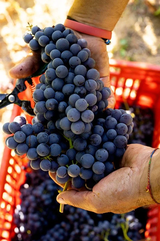 Grapes & hands.jpg