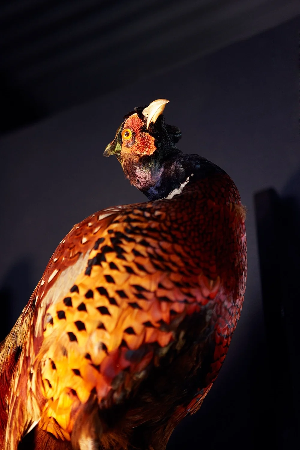 20121107_dux_sangplugg_2842_1448.jpg