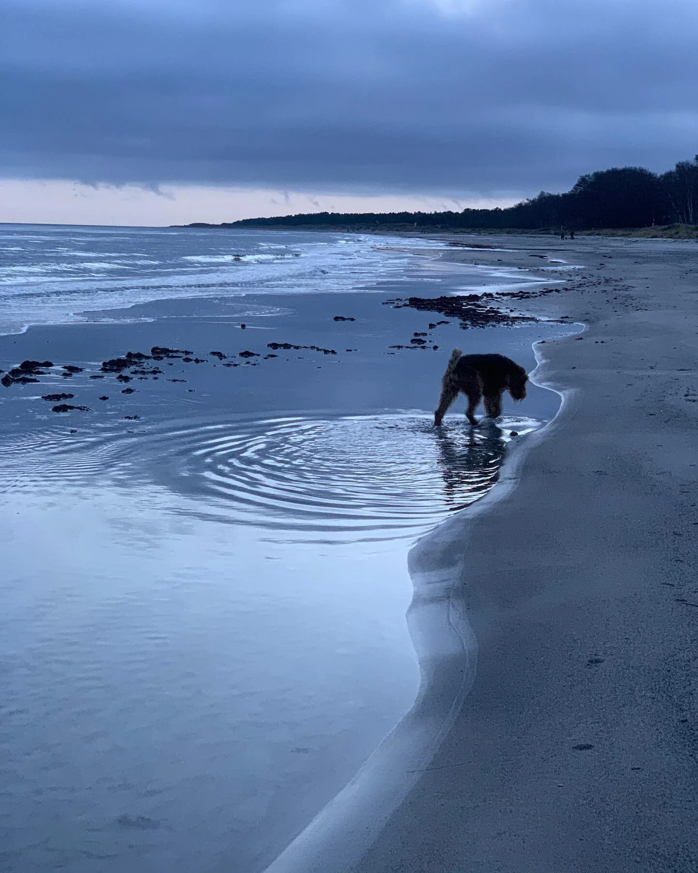 &rdquo;Blue hour dog walk &rdquo;with Sigge and his master @claes55 💙. Grateful for this sunny day with this beautiful end.