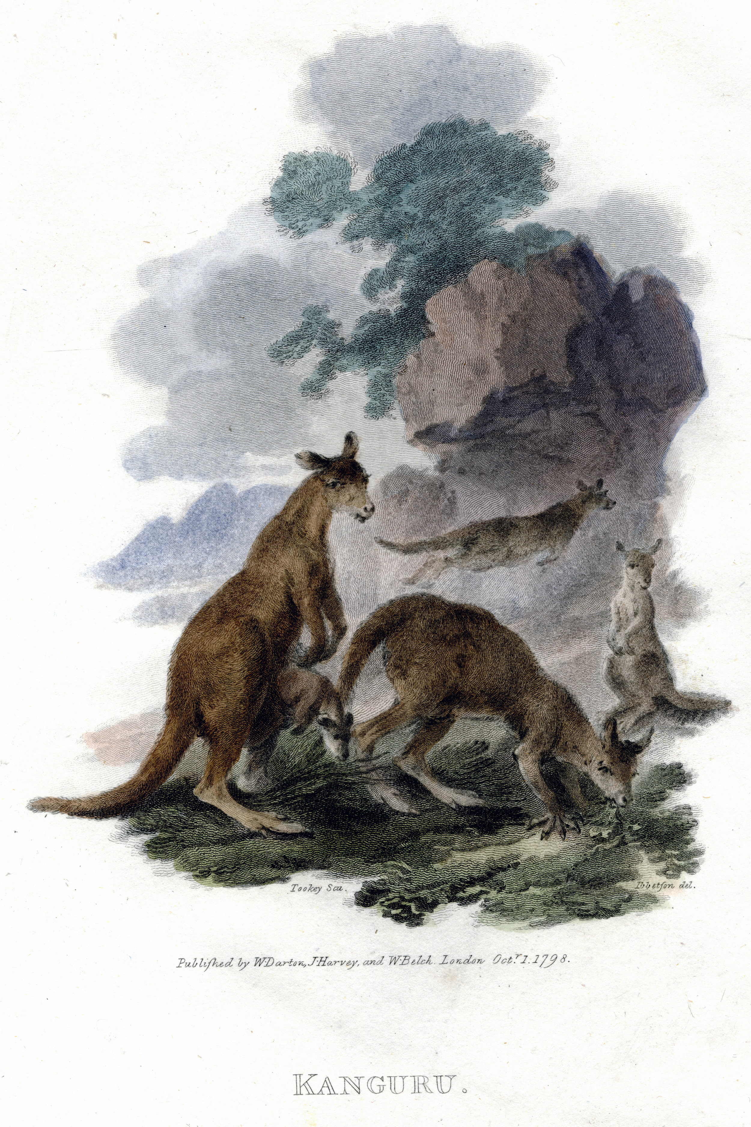 James Tookey (active 1795-1805) Kanguru, engraving after Julius Ibbetson (1759 – 1817) in  A Cabinet of Quadrupeds  