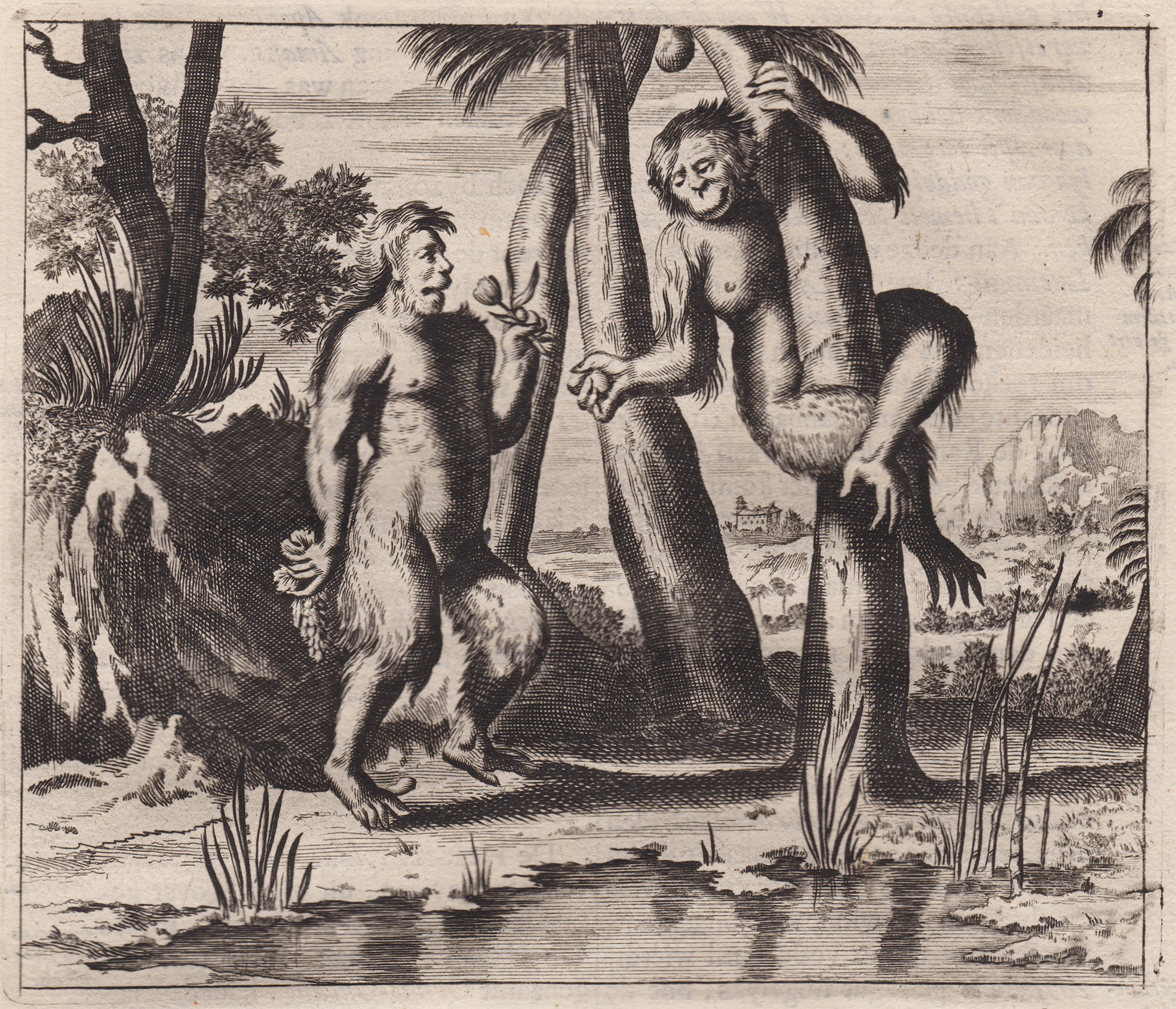 Anon. after Arnoldus Montanus Baviaan Orang-Outang 1669, etching, 13.6 x 16 cm. Private collection.