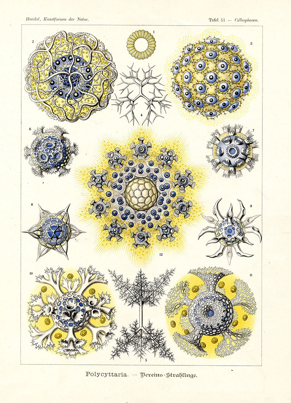 Ernst Haeckel, Plate 51 Polycyttaria, in Kunstformen der Natur [Art Forms in Nature], approx. 28 x 19cm. Bibliographisches Institut, Leipzig &amp; Wen, 1899-1904. Private collection.