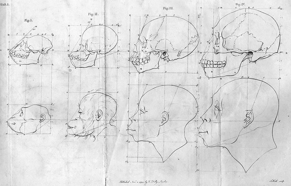 Thomas Kirk engraver, Ape to Apollo TAB I, in Petrus Camper, The Works of the Late Professor Camper, on the Connexion between the Science of Anatomy and the Arts of Drawing, Painting, Statuary, etc., trans. T. Cogan (London: Dilly, 1794). Private co…