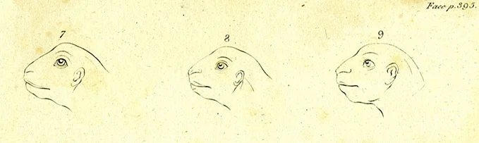Frog8WEB.jpg