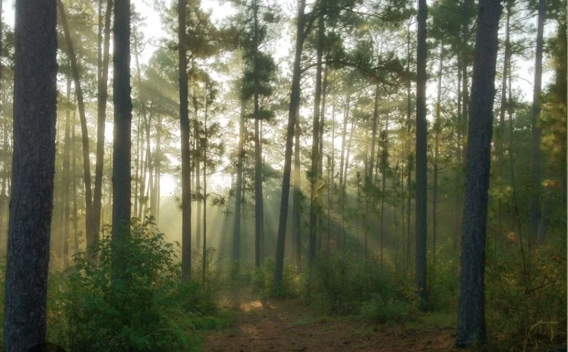 Forests and Economies: Why Our Communities Must Rethink Land, Air, and Agriculture