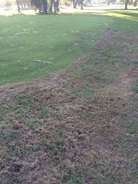 Fall Armyworm Damage, KSU