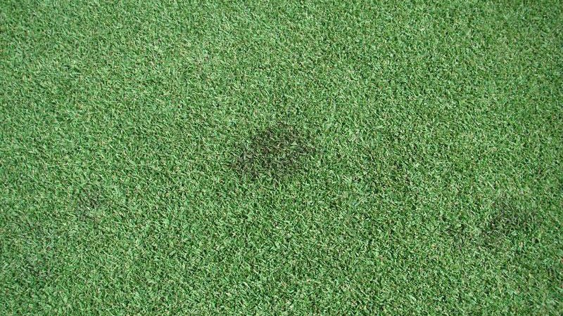 NCSU Turf Files: Slime Mold