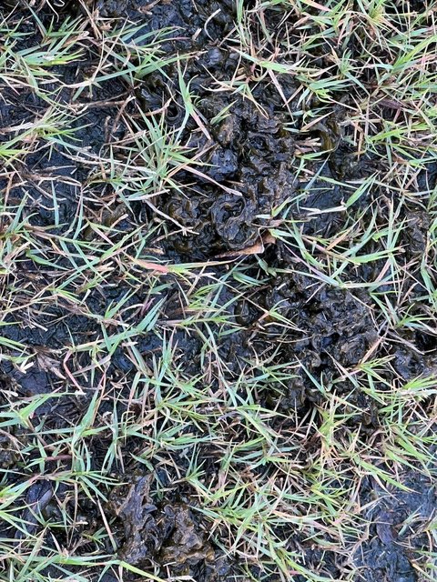 Slime Mold
