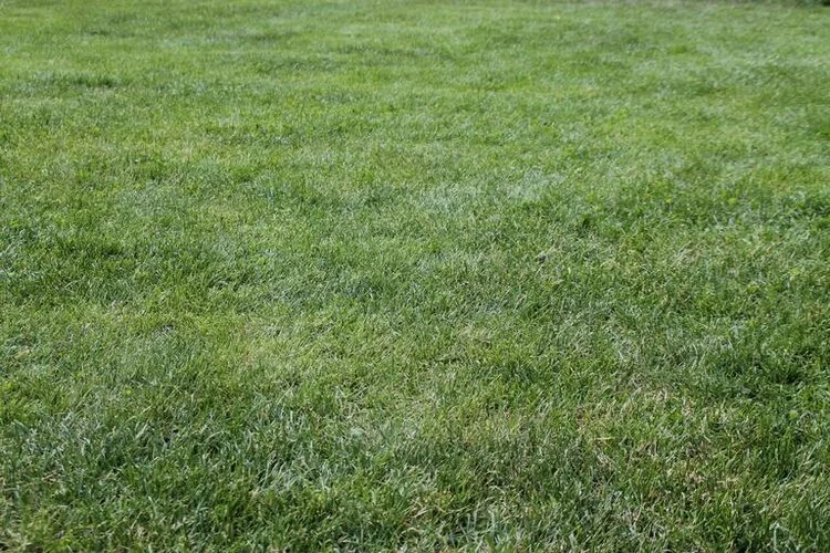 Types of Turf in NC