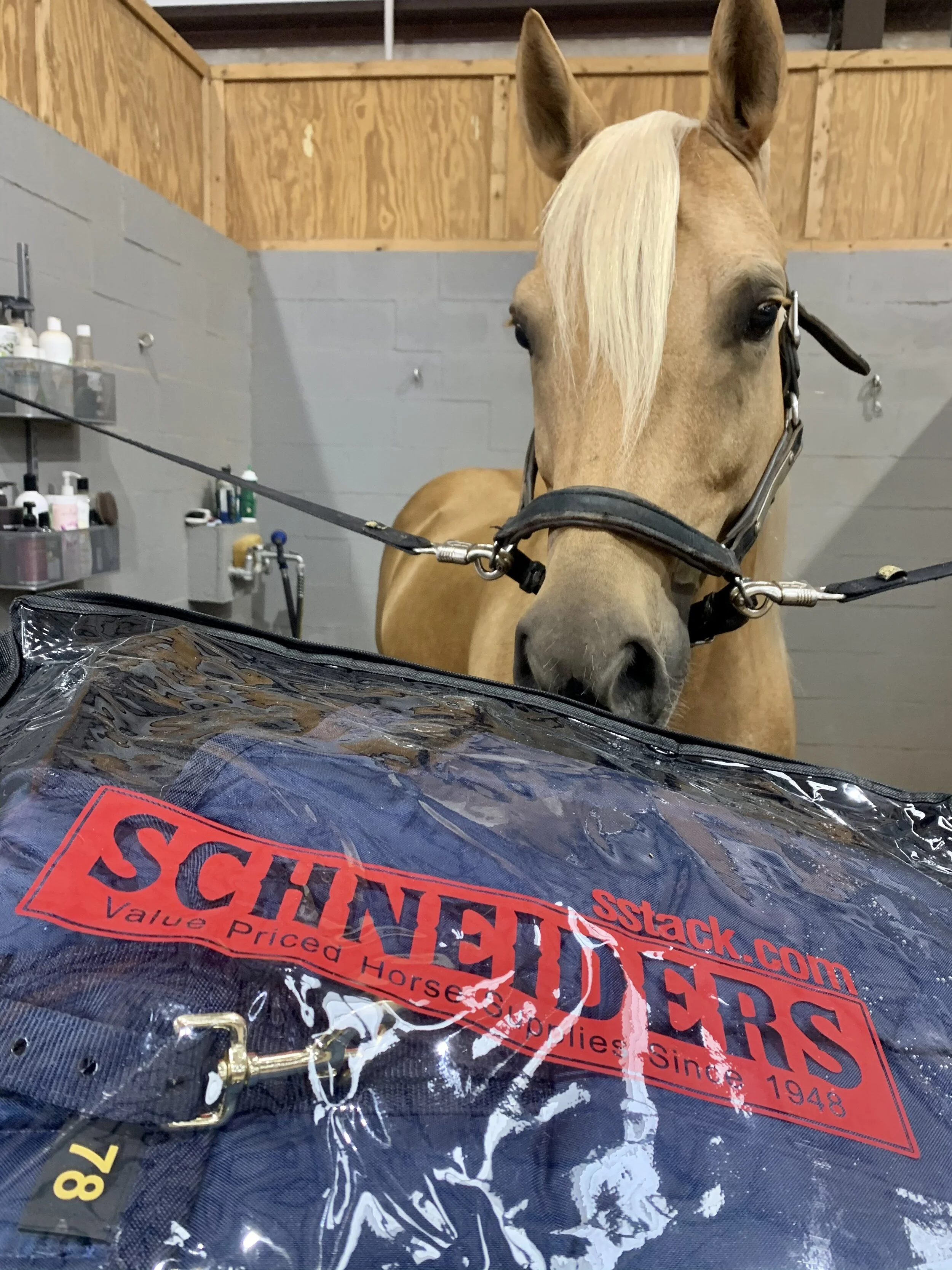 I've Got You Covered: My Favorite Horse Blanket