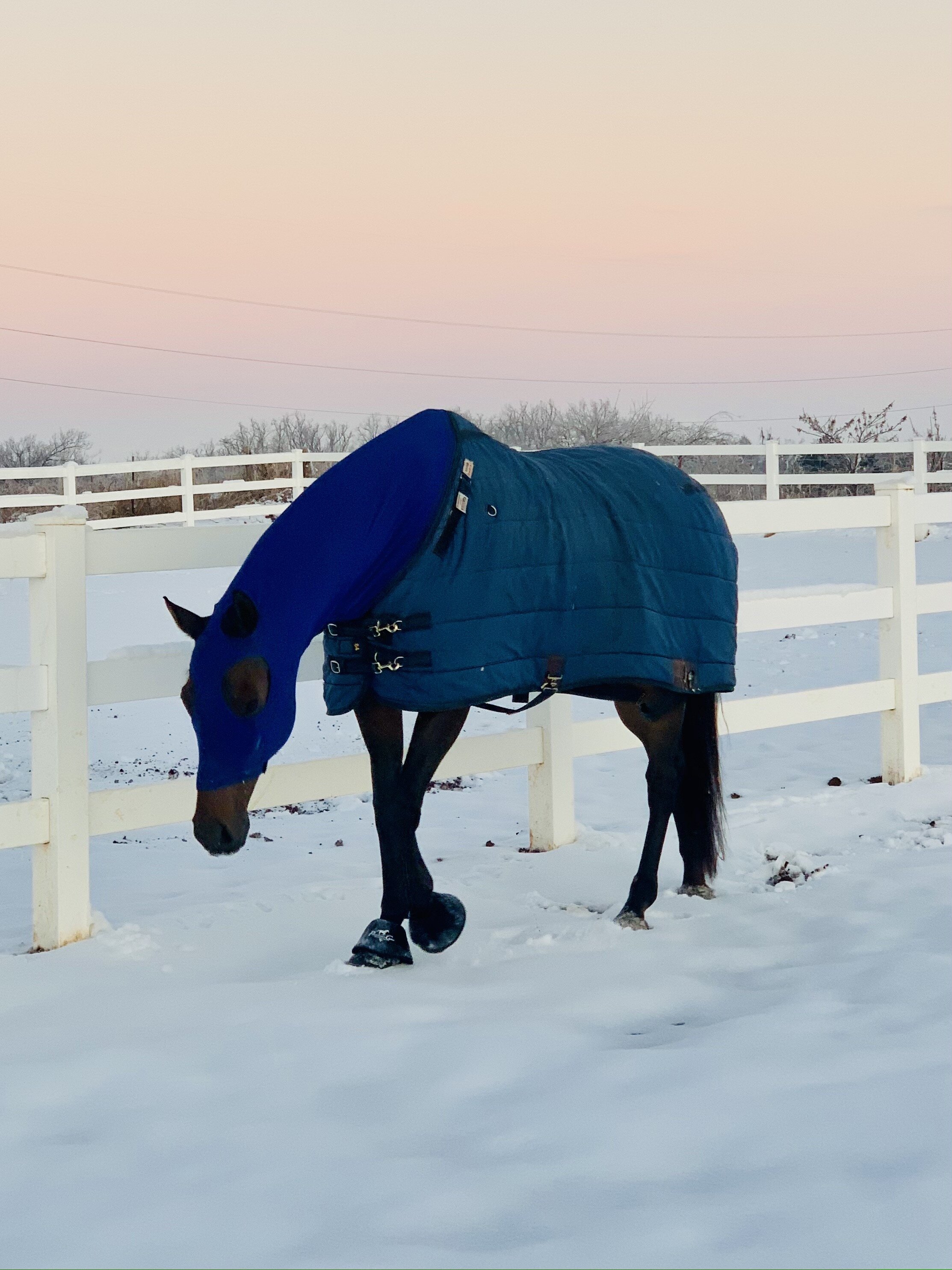 I've Got You Covered: My Favorite Horse Blanket — One Fine Bay