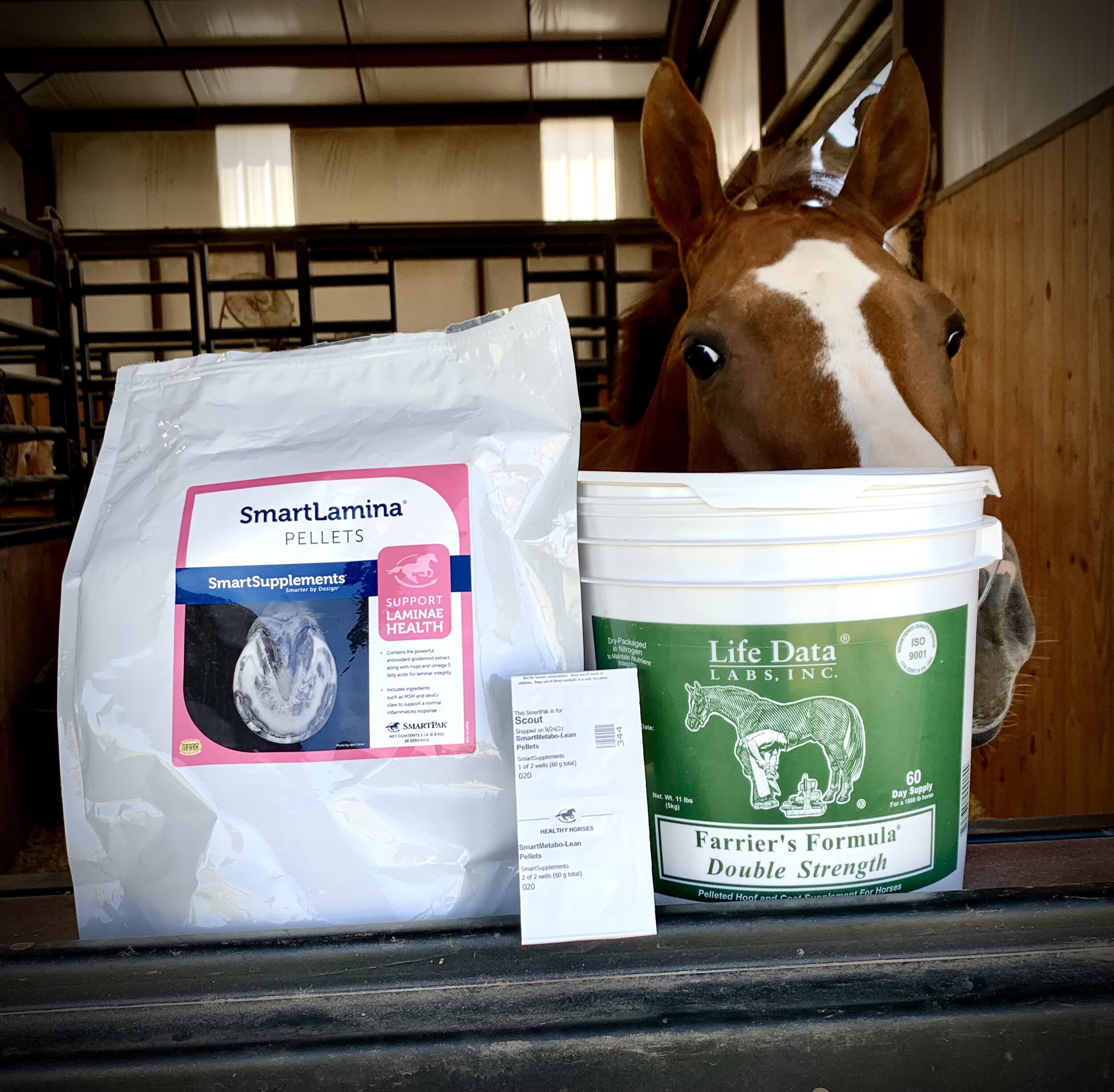 A Peek Inside Scout's Feed Bucket