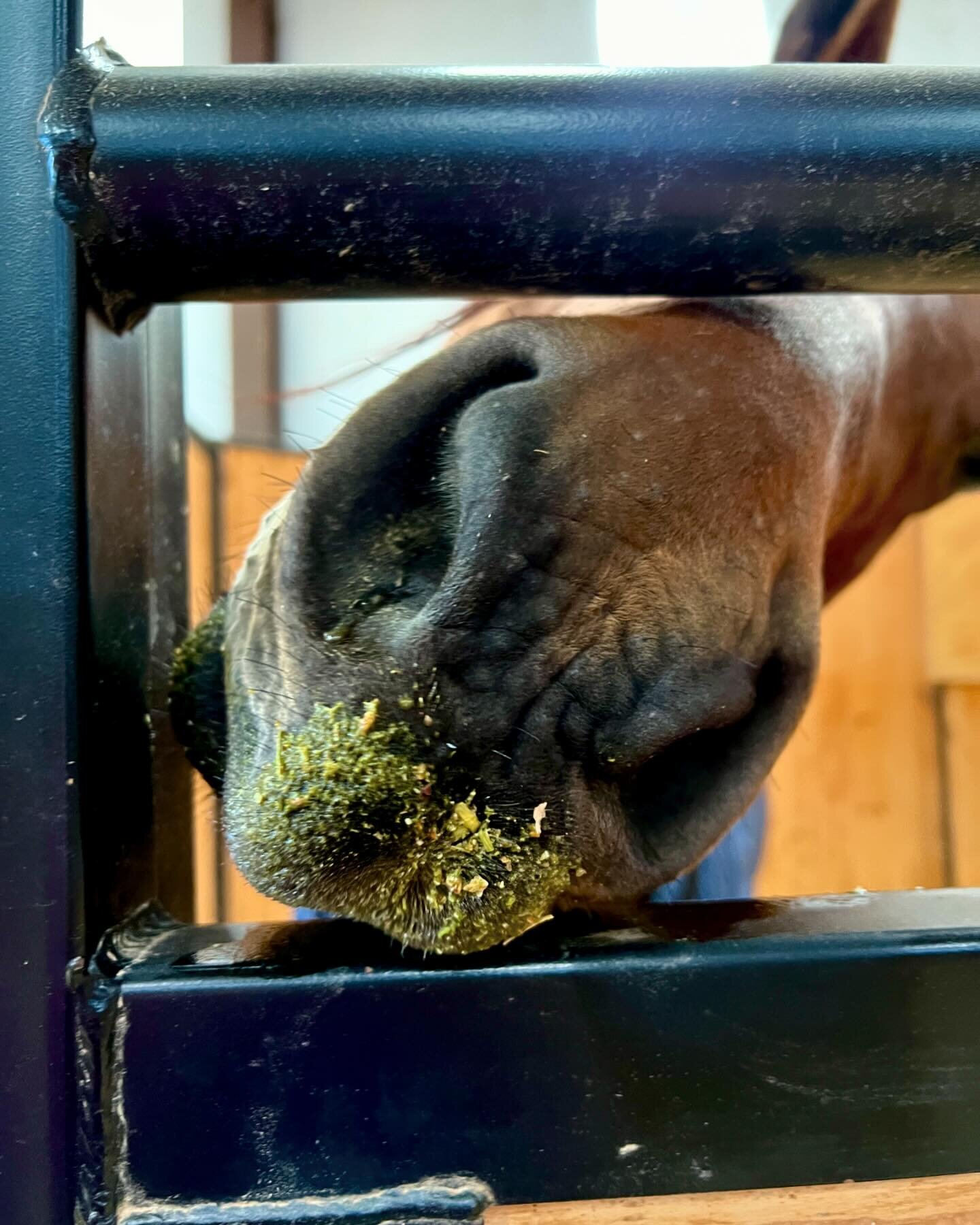 Happy Horses and messy noses thanks to @theforageporridge ready-made mash mixes. My horses were lucky that they got to taste test a not-yet-released flavor. This vibrant mash included a base of timothy pellets, dried apples and cranberries, flax, sun