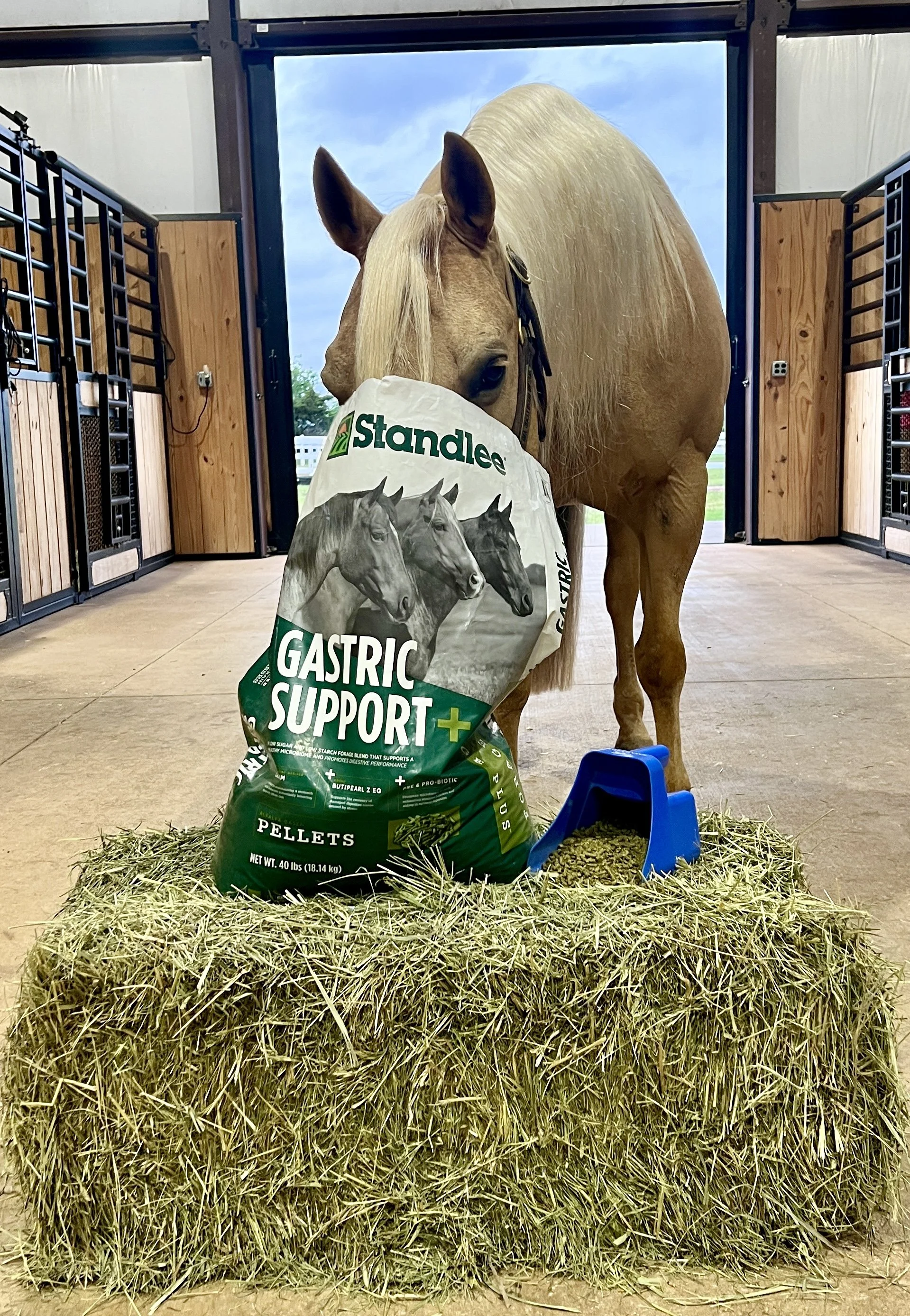 Product Review: Standlee Forage Plus Gastric Support