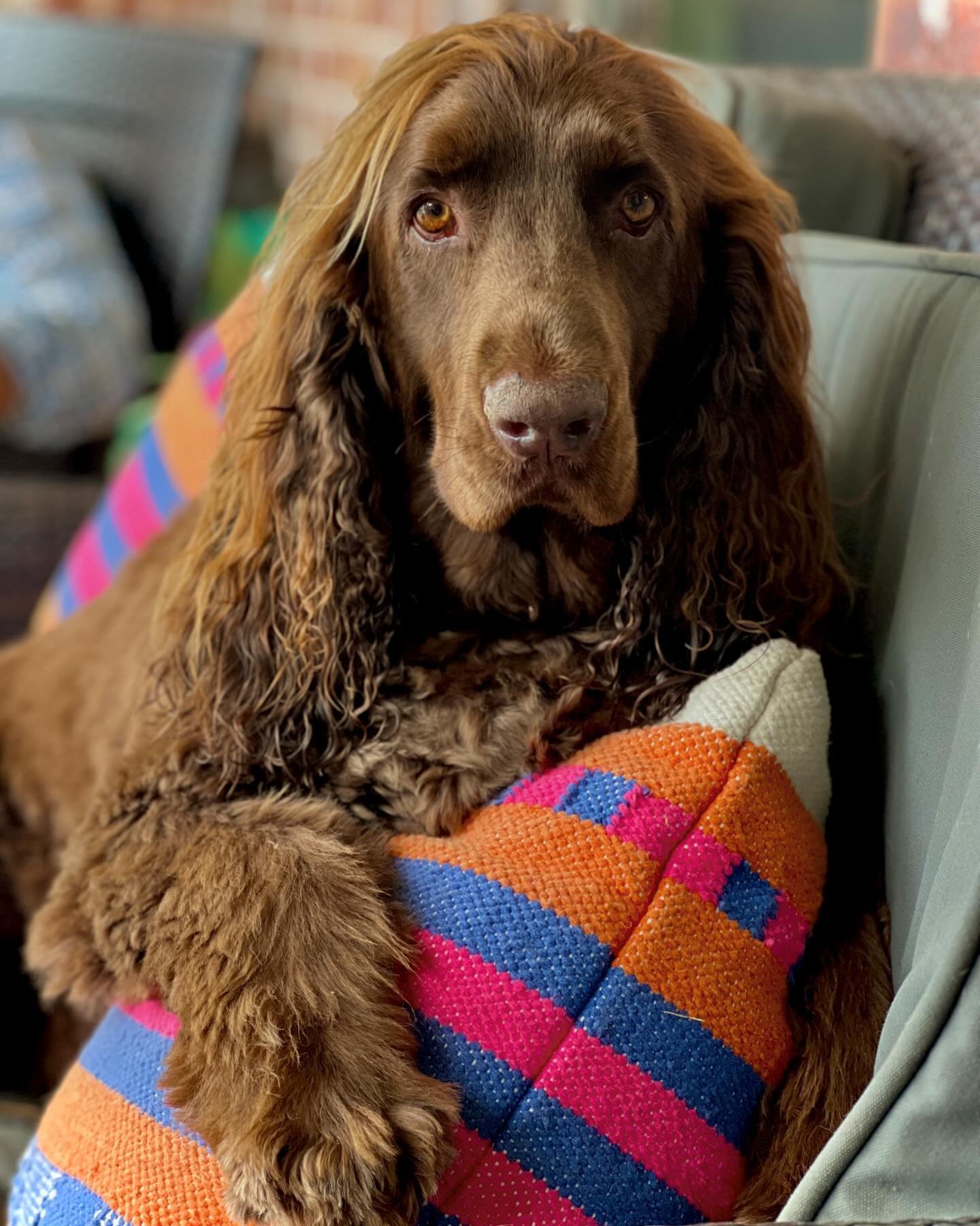 Chill-laxin into the weekend. Apollo is the king of chill, always finding the comfy spot unless there is a ball 🎾 to fetch or swimming 🏊🏻&zwj;♀️ involved. 

#fieldspaniel #fieldspanielsofinstagram #apollo #dog #gooddog #chill #weekendvibes #spanie