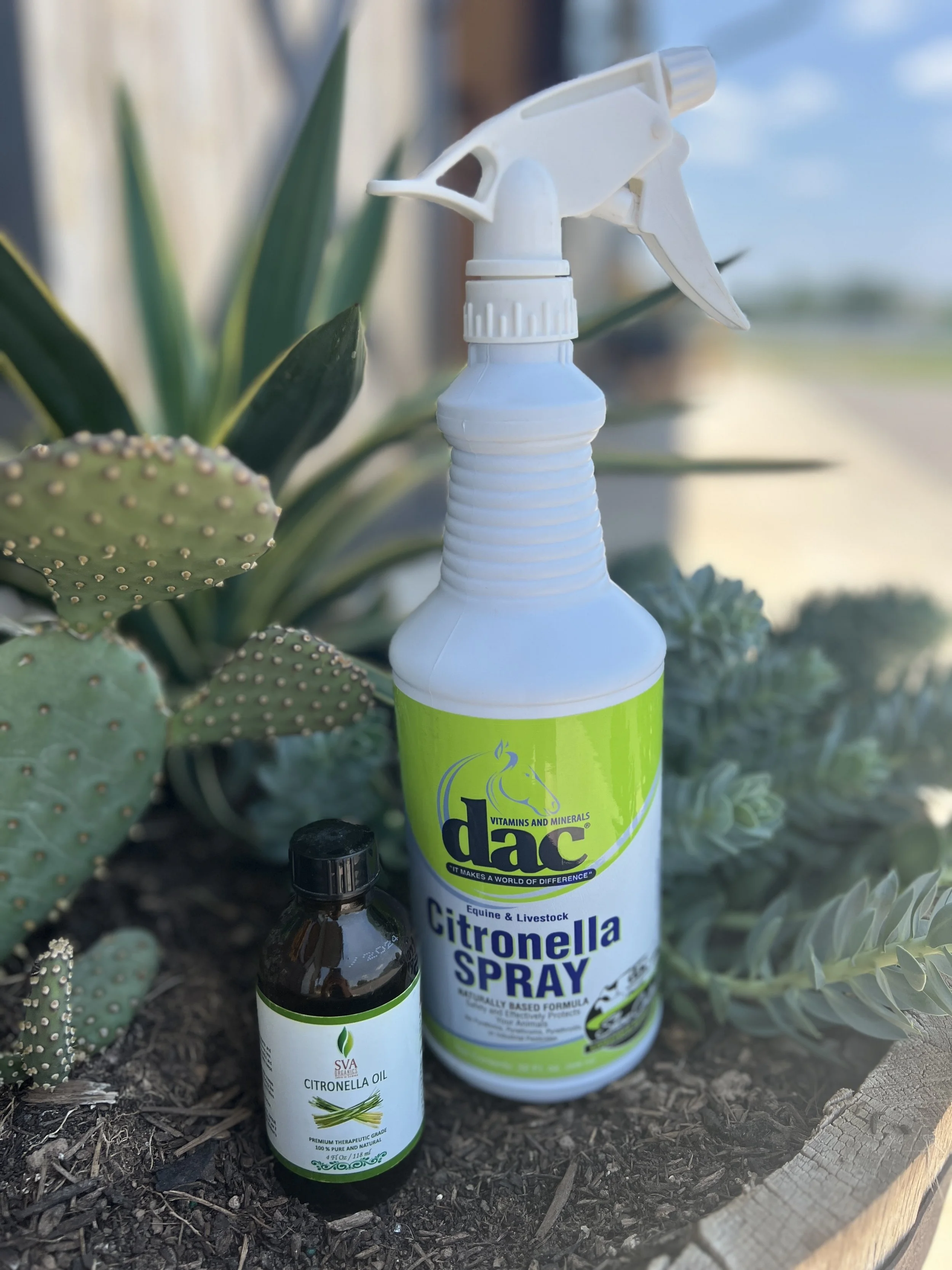 How Does It Work? Citronella Oil — One Fine Bay