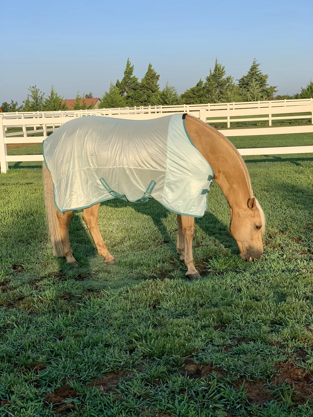 Product Review TuffRider Comfy Mesh Fly Sheet — One Fine Bay