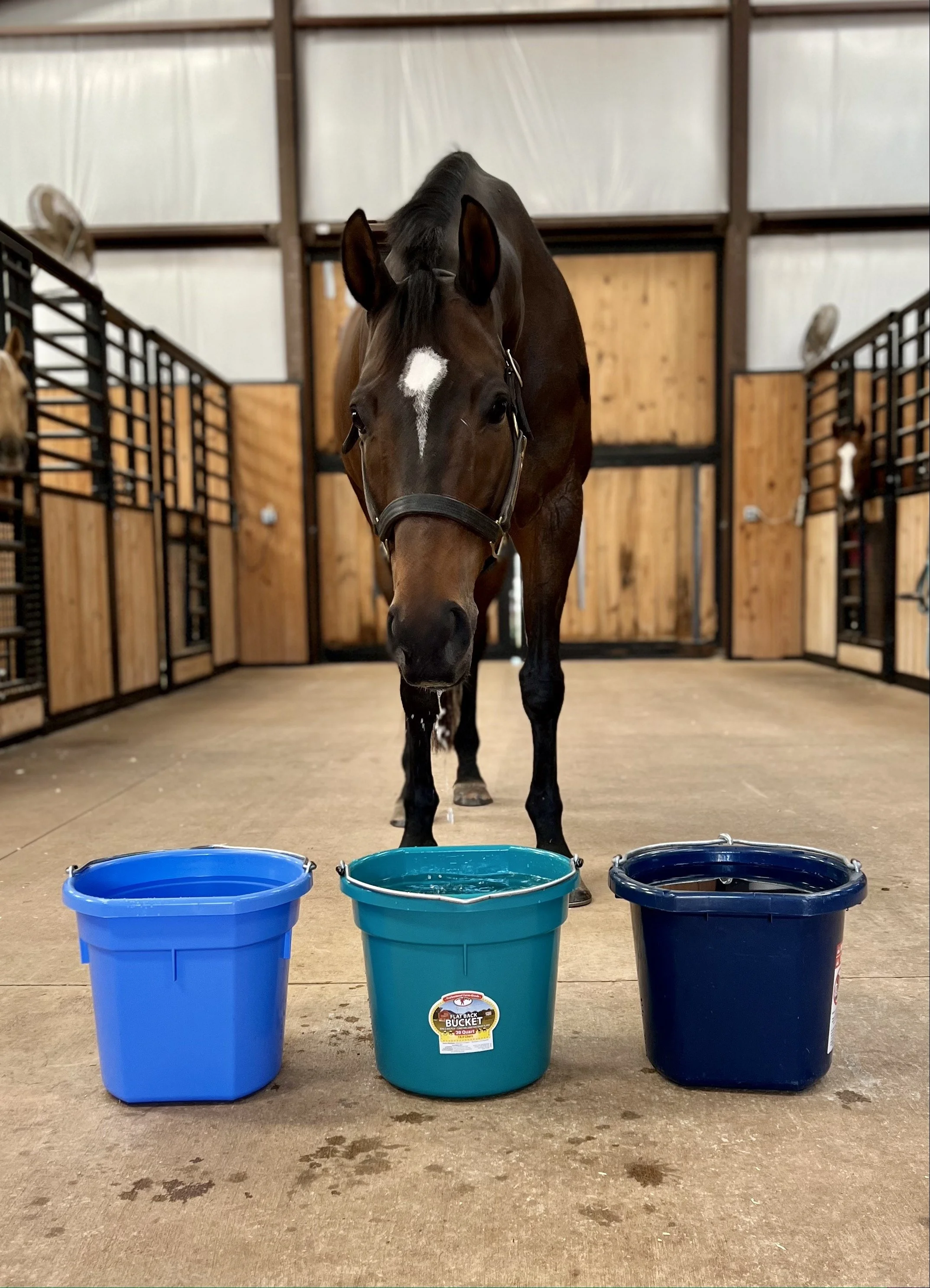 Which Water Bucket Colors Do Horses Prefer? — One Fine Bay
