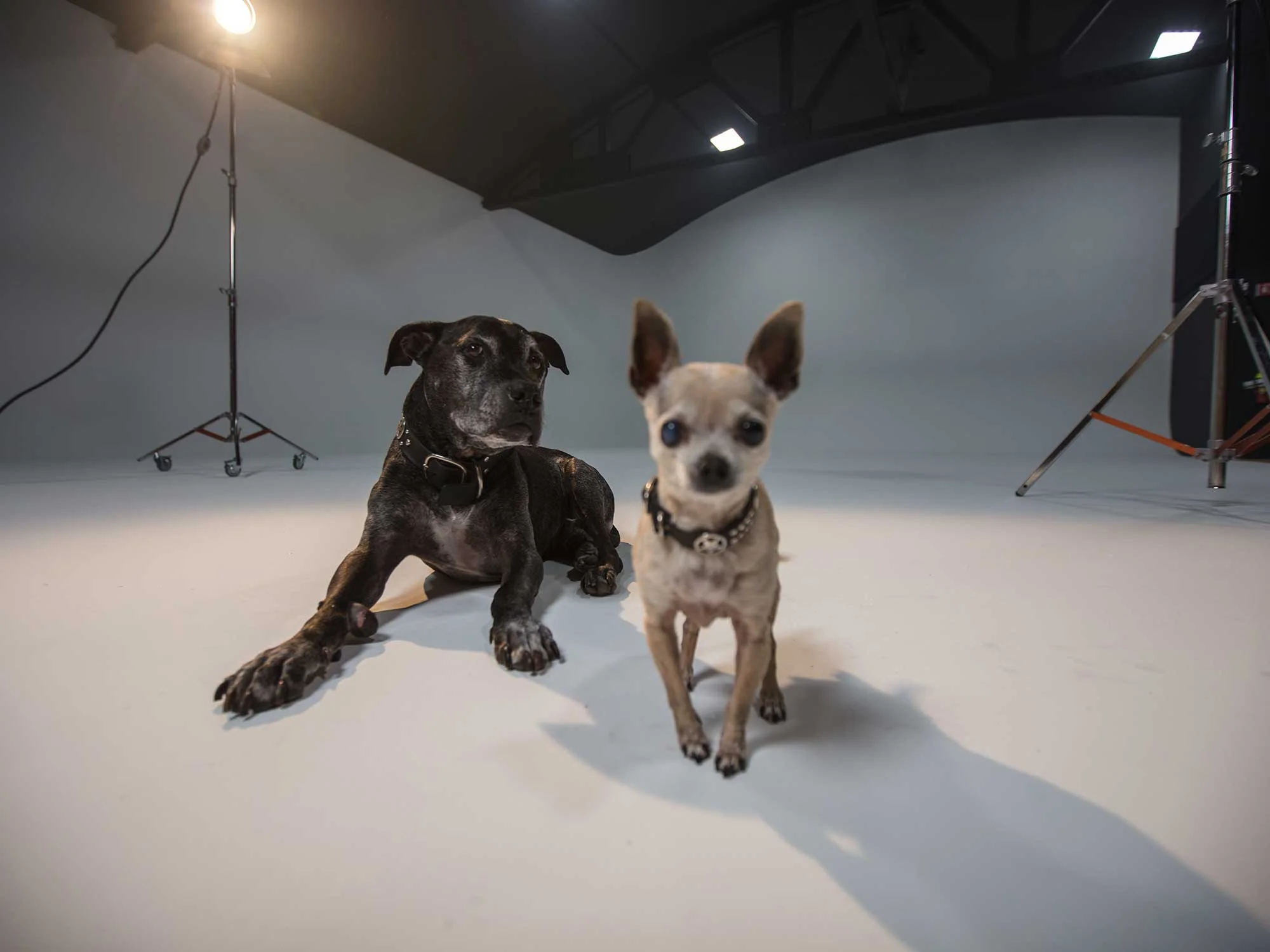 Dogs on Stage 4.jpg
