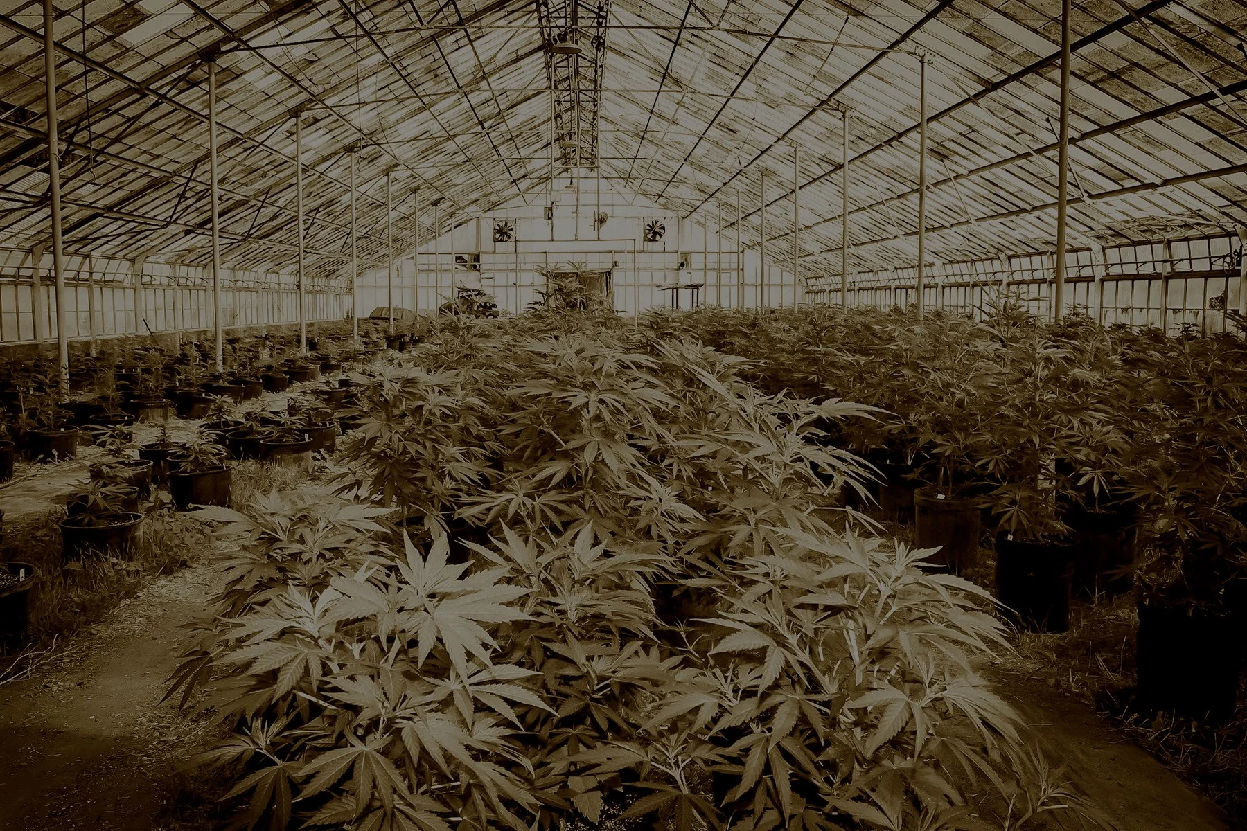 Marijuana_Farm_02.jpg
