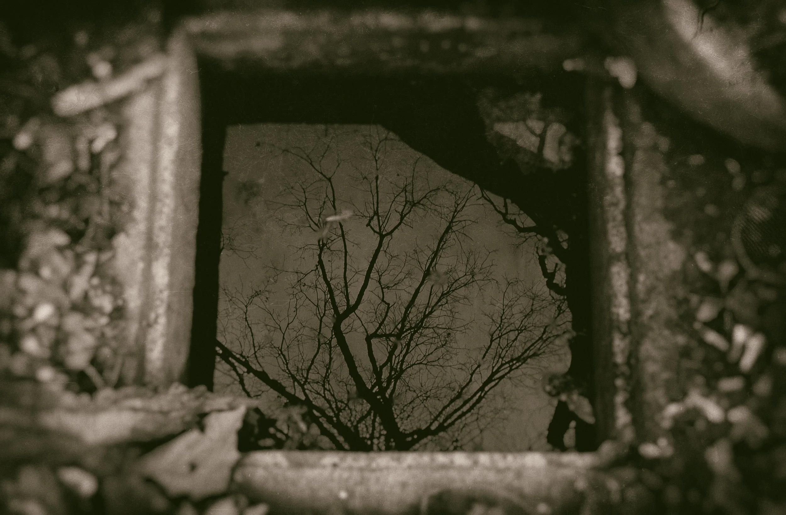 growth rings album-10.JPG