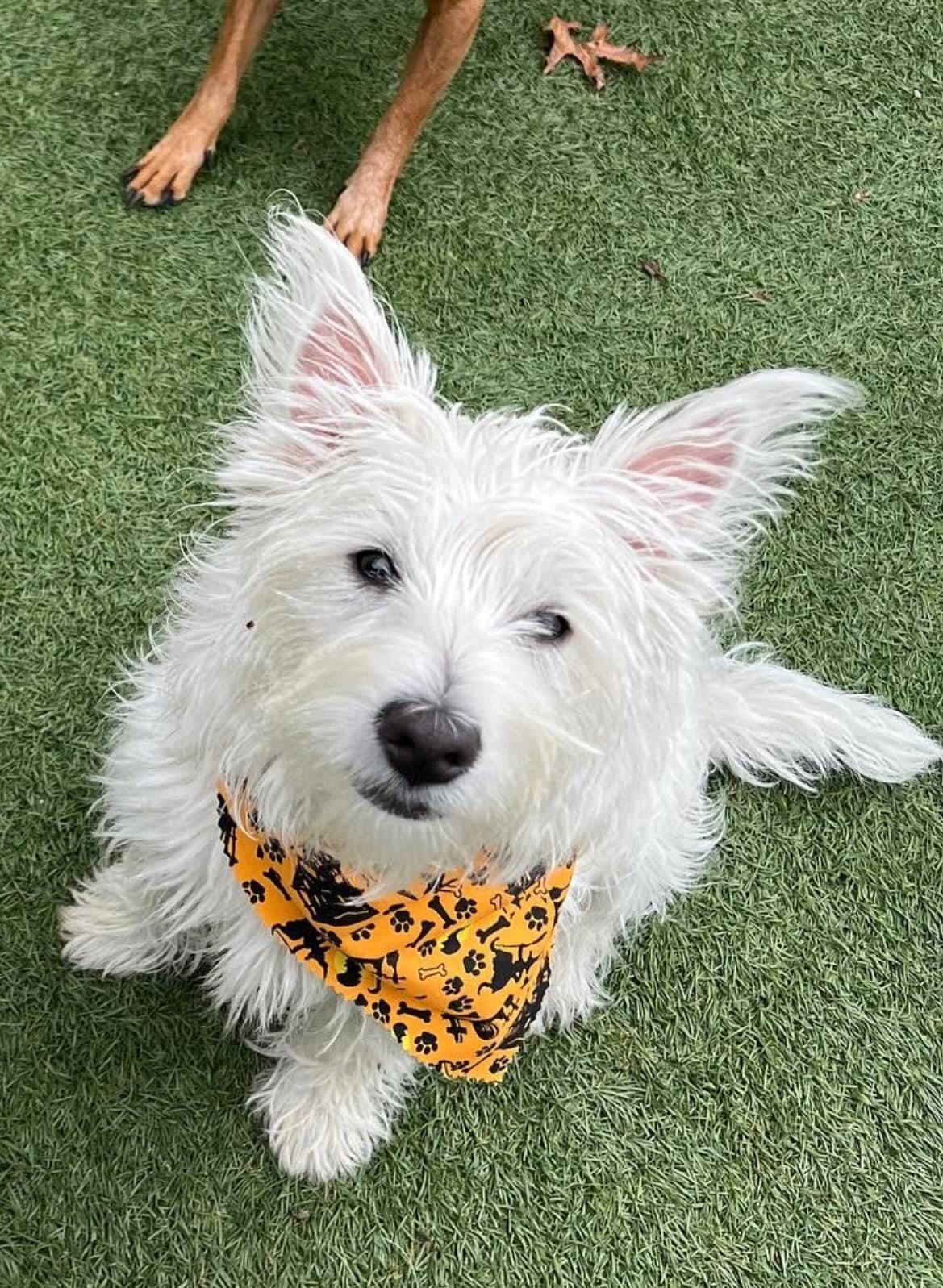 Shout out to Baby your baby pet grooming for a beautiful cut 😍 This was Ivy&rsquo;s first visit and it was a success!  I&rsquo;ve been a happy customer of Baby Your Baby for over 15 years!  Joyce and her staff are wonderful and Ivy thinks so too ❤️❤